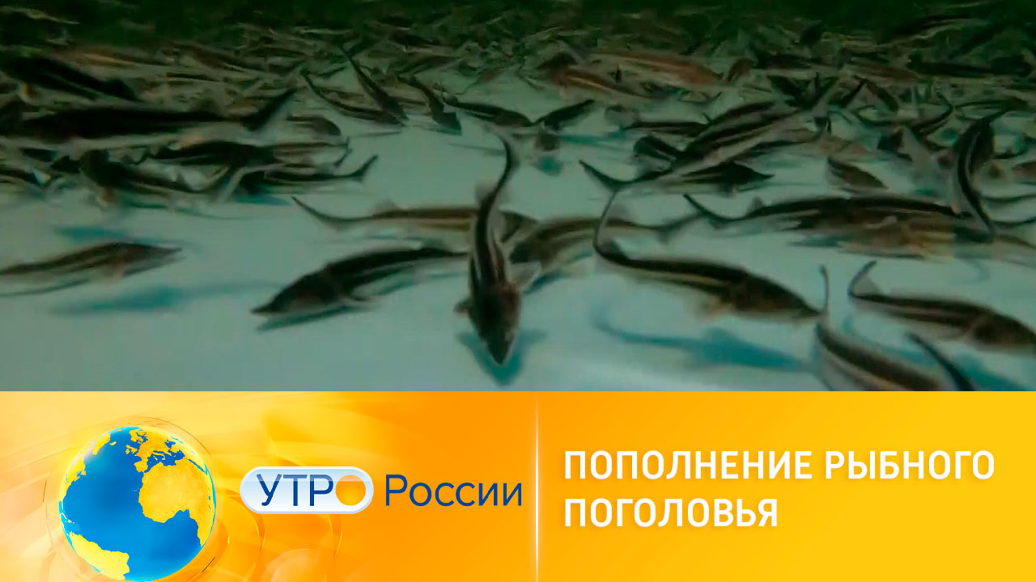 Килограммы черной икры: как выращивают породистых осетров