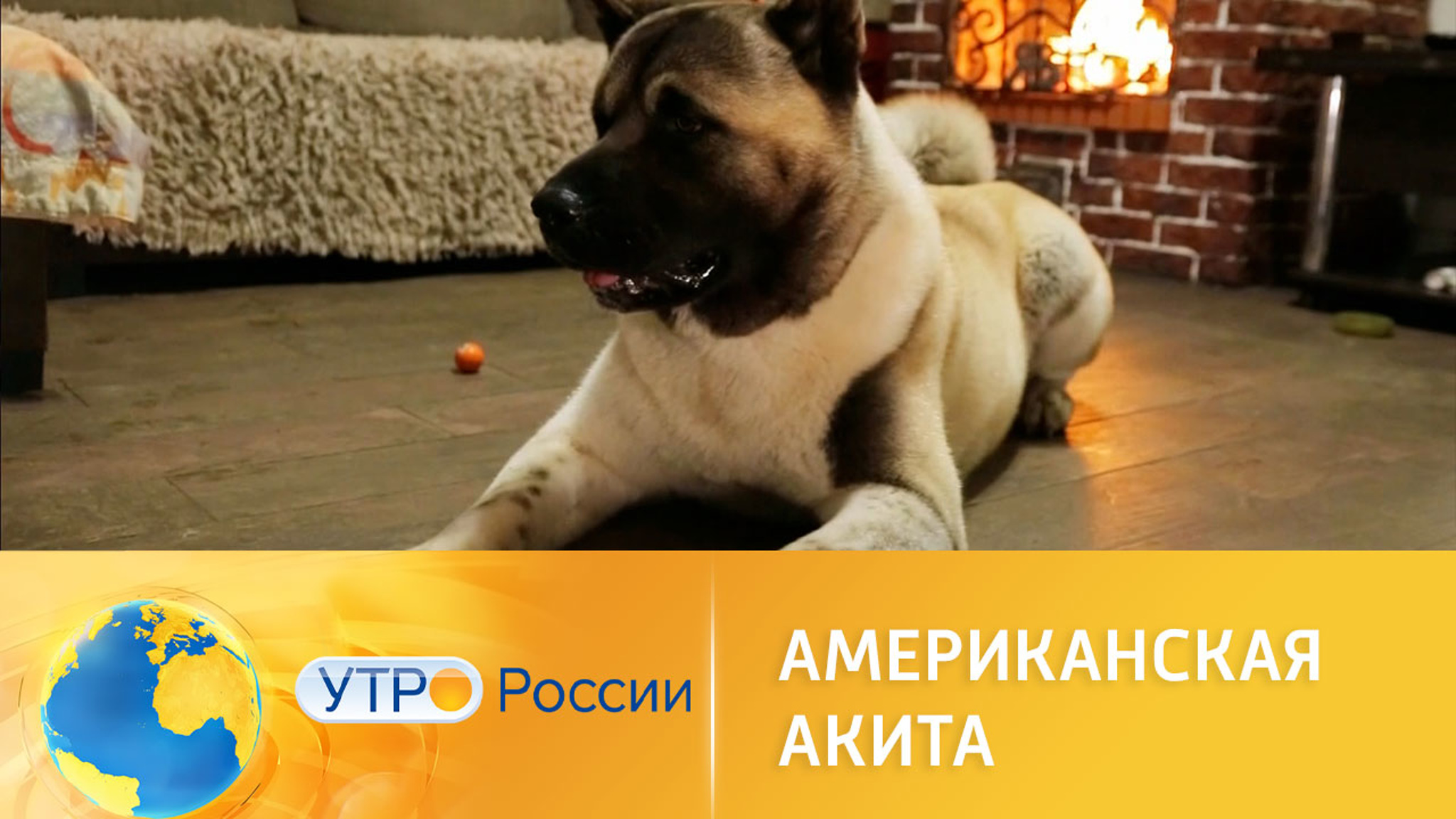 Все об особенностях породы американская акита