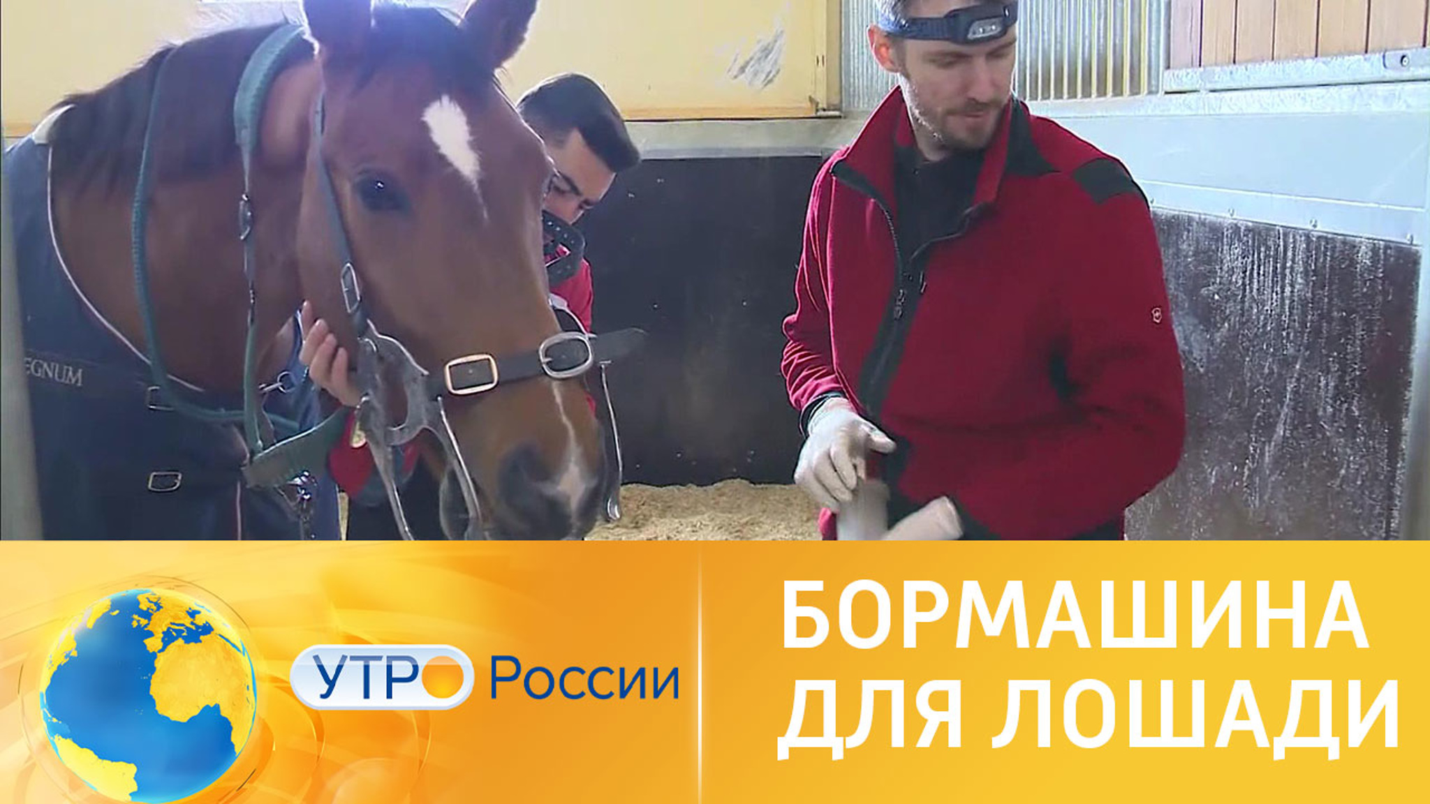 Как лечат зубы лошадям