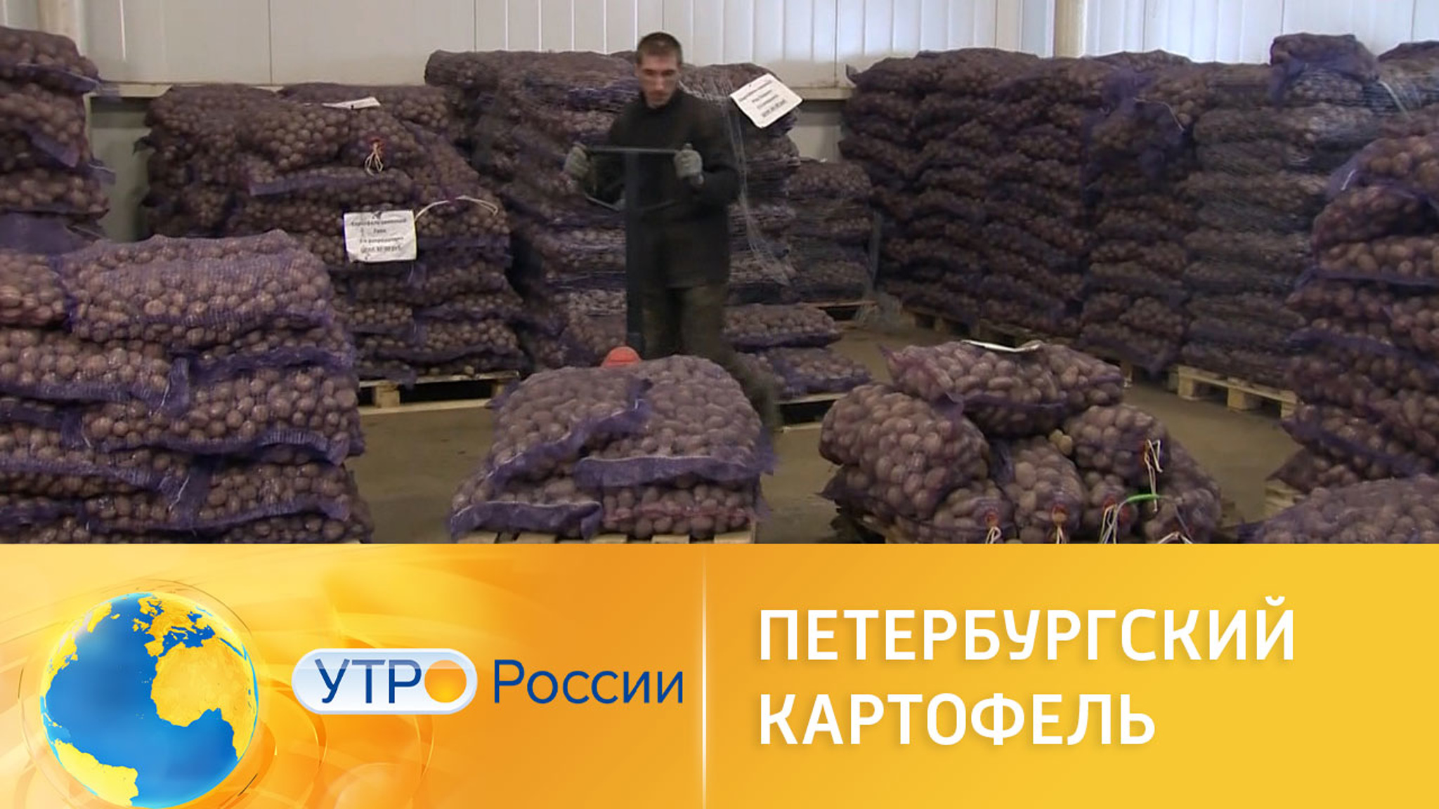 Селекция российского картофеля