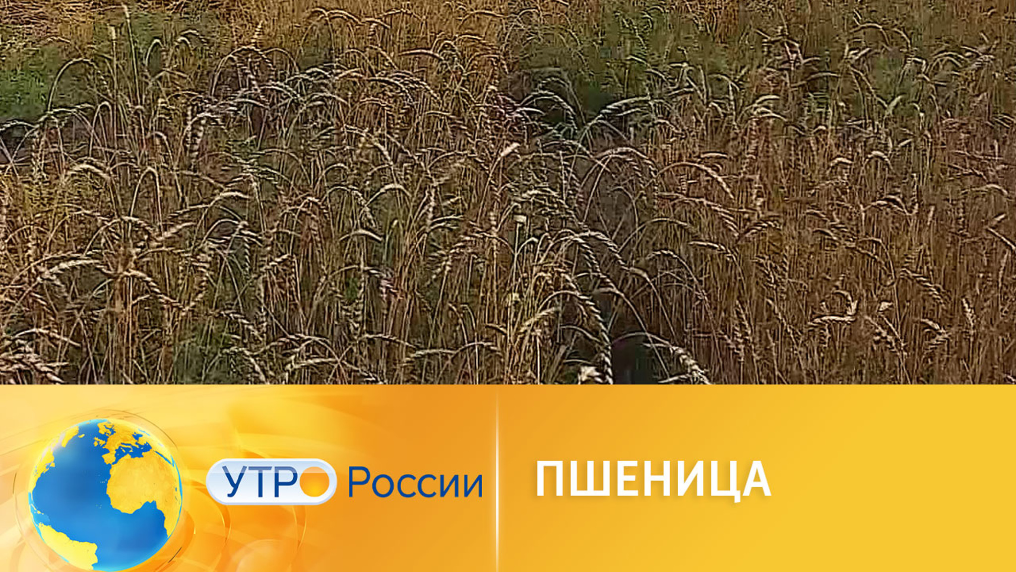 Модернизированная пшеница