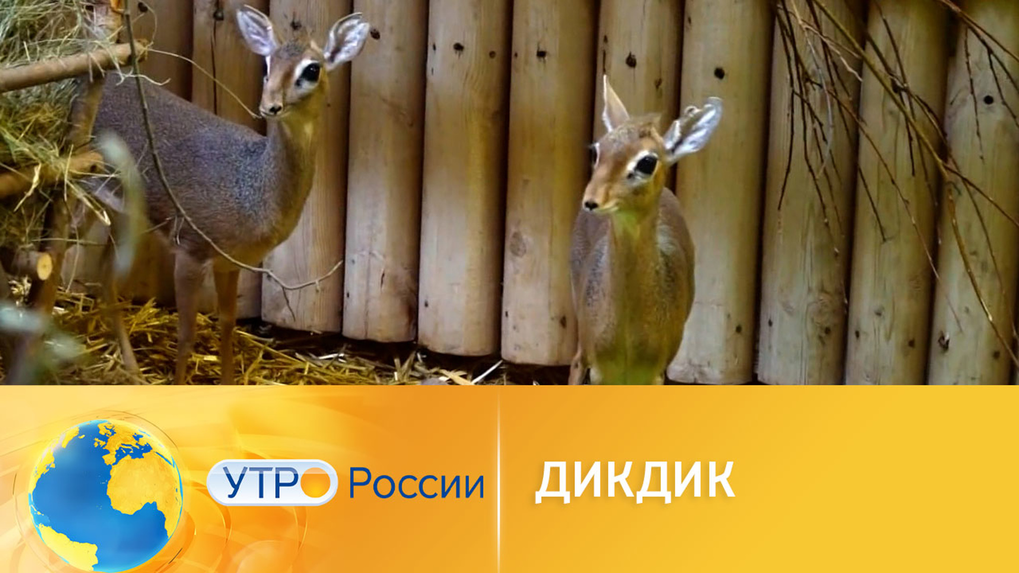 Экзотические животные – дикдики