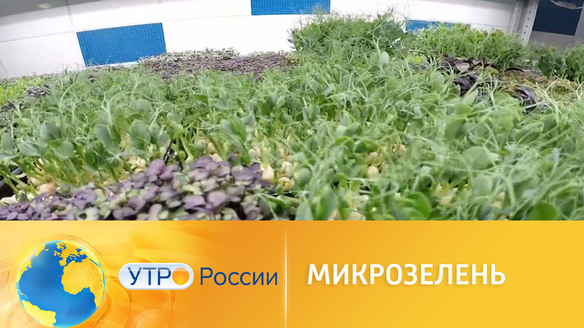 Выращиваем микрозелень дома