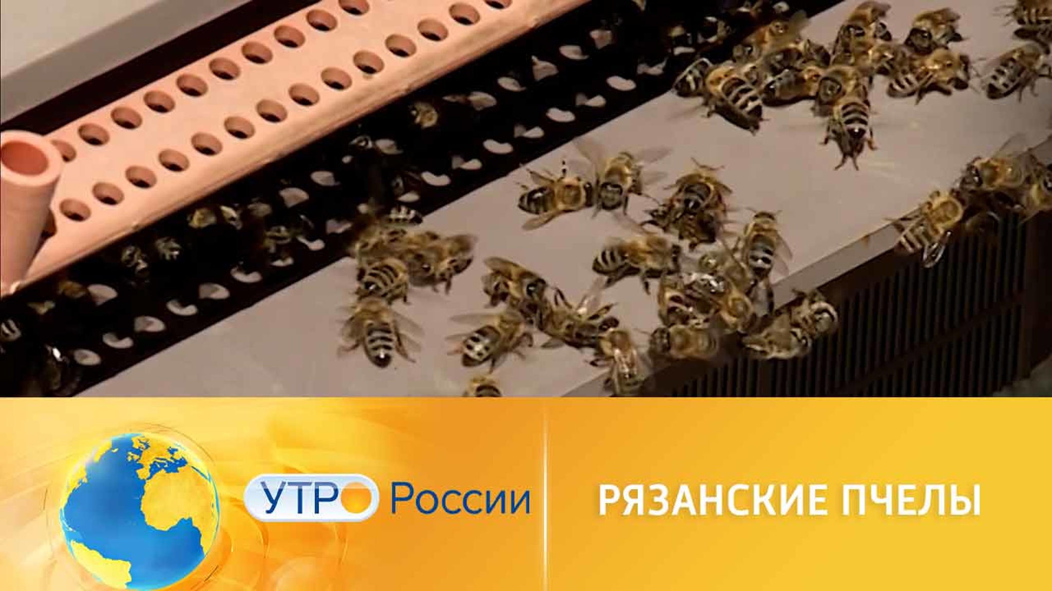 Российские пчеловоды готовятся к новому сезону