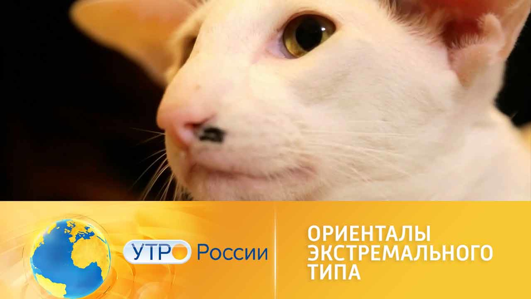 Что нужно знать об ориентальных кошках