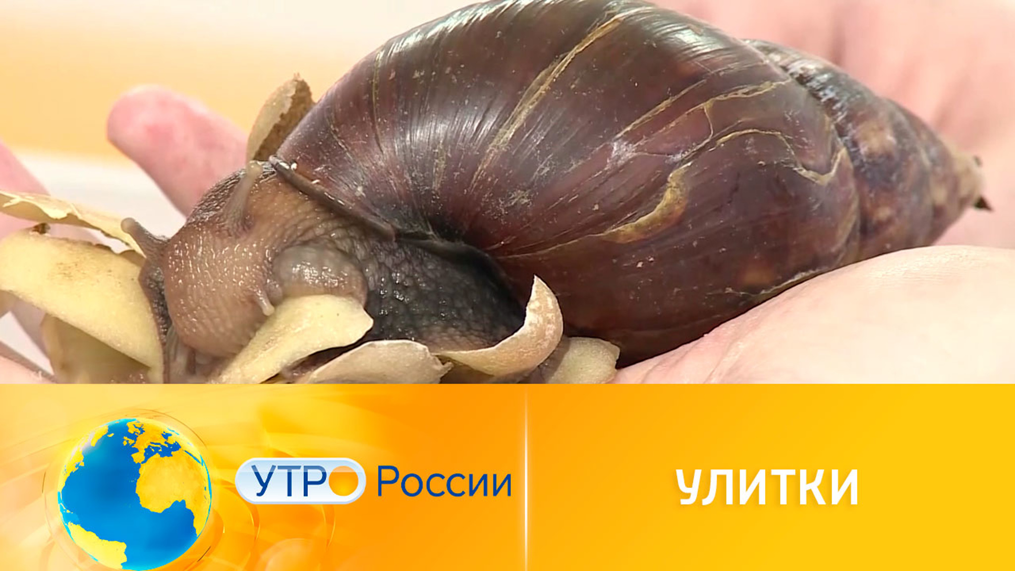 Улитки и мухи против органических отходов