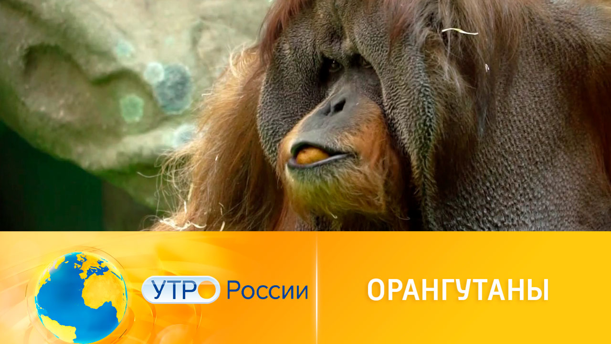 Как живут орангутаны в Московском зоопарке