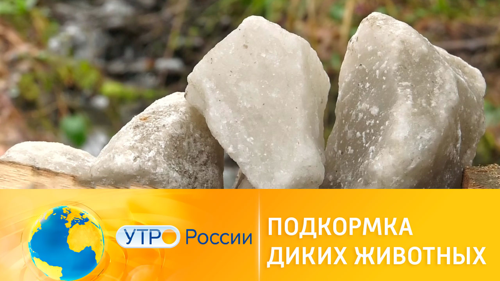 Началась весенняя подкормка диких животных