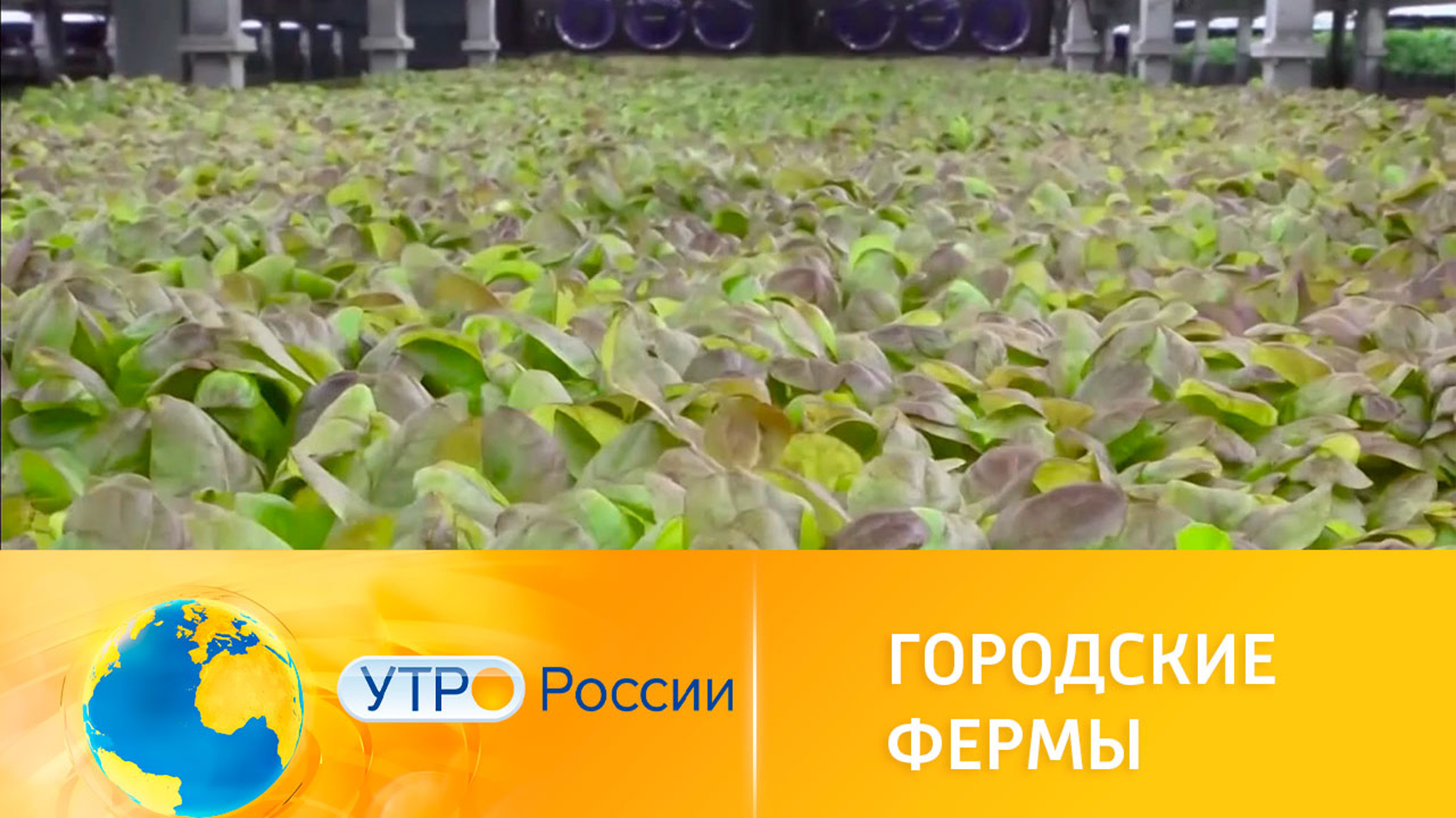 Создание автоматизированных теплиц и городских ферм в России