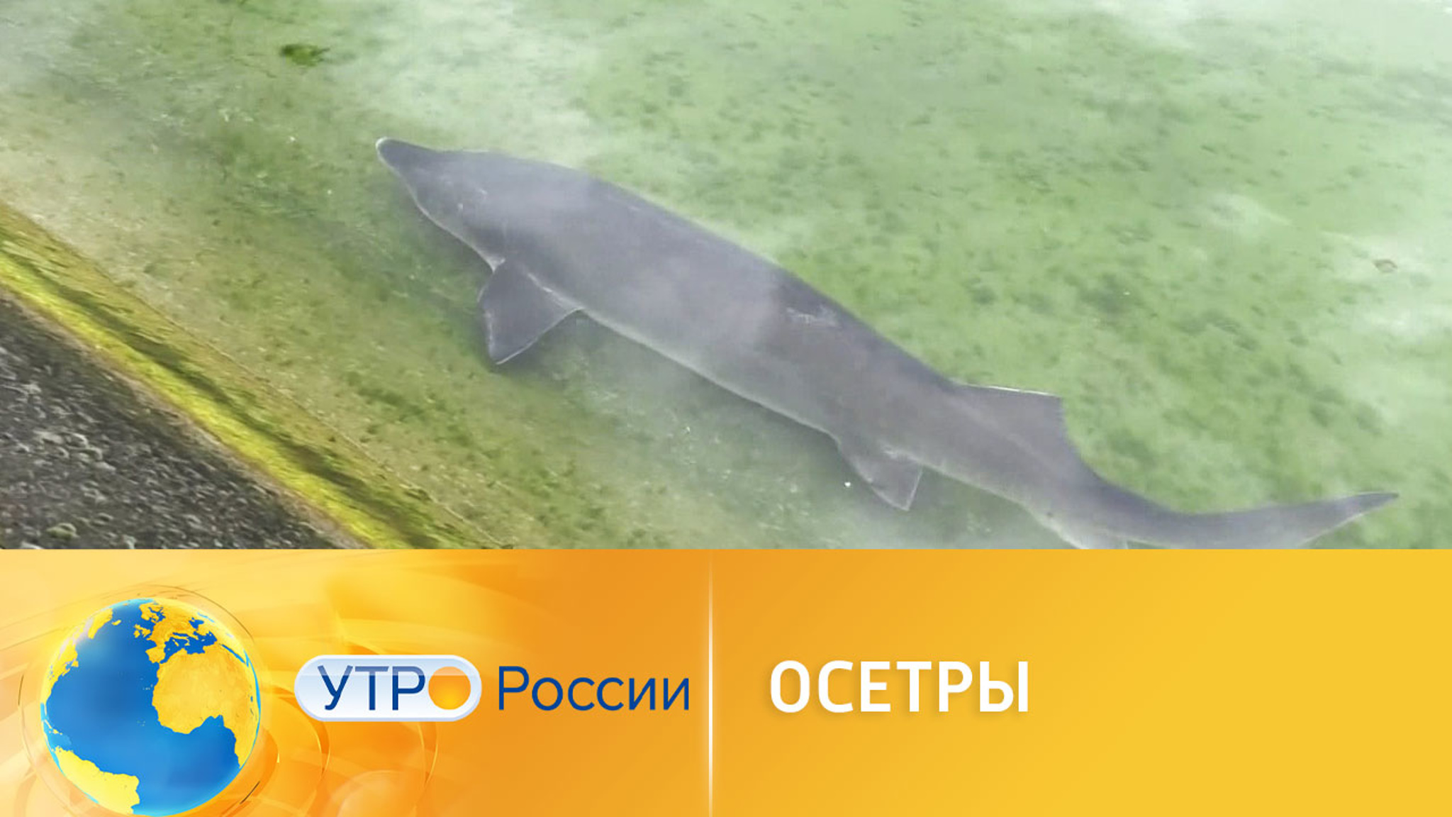 УЗИ осетровых рыб