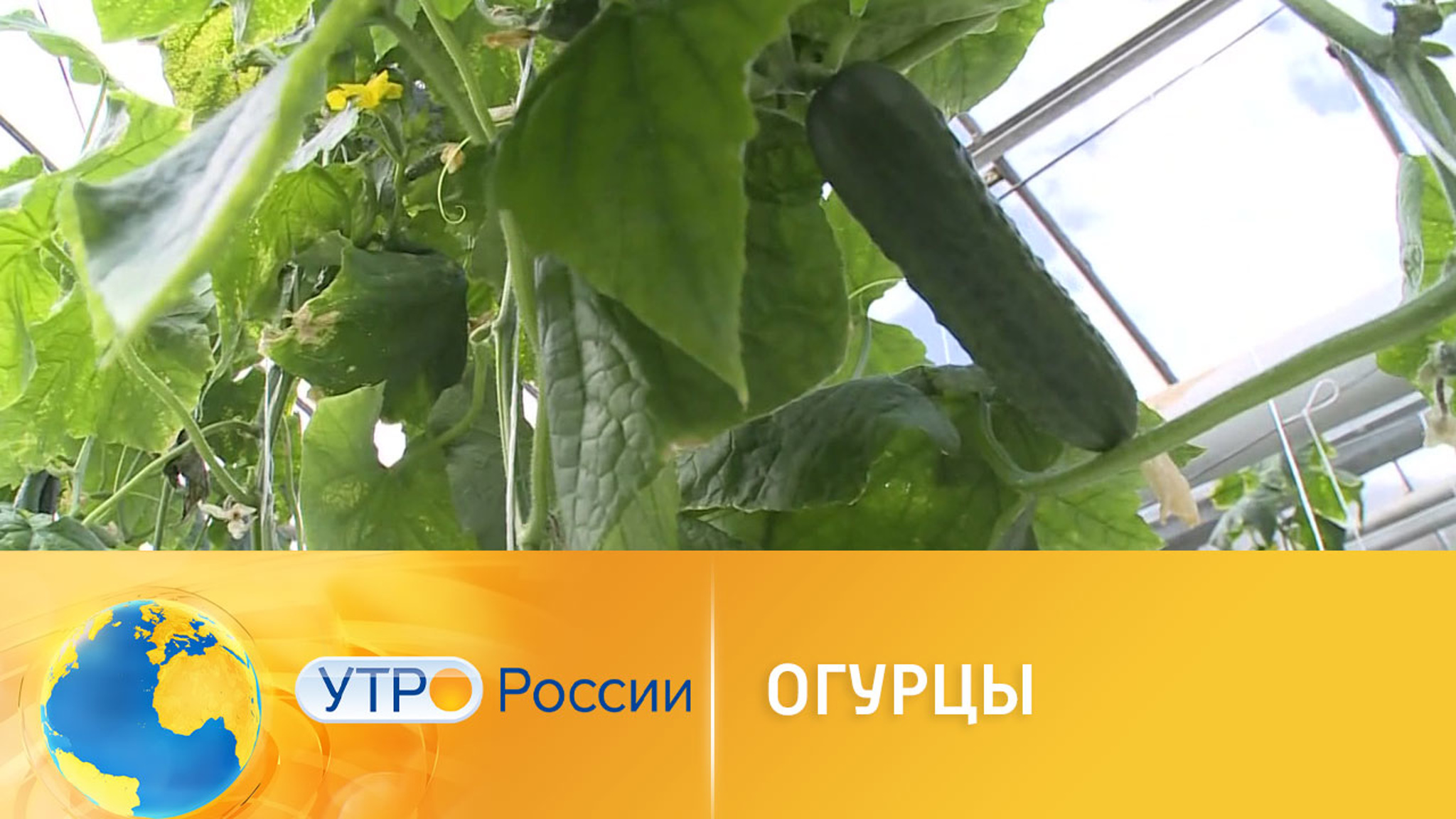 Огурцы: что нужно знать и как выбрать