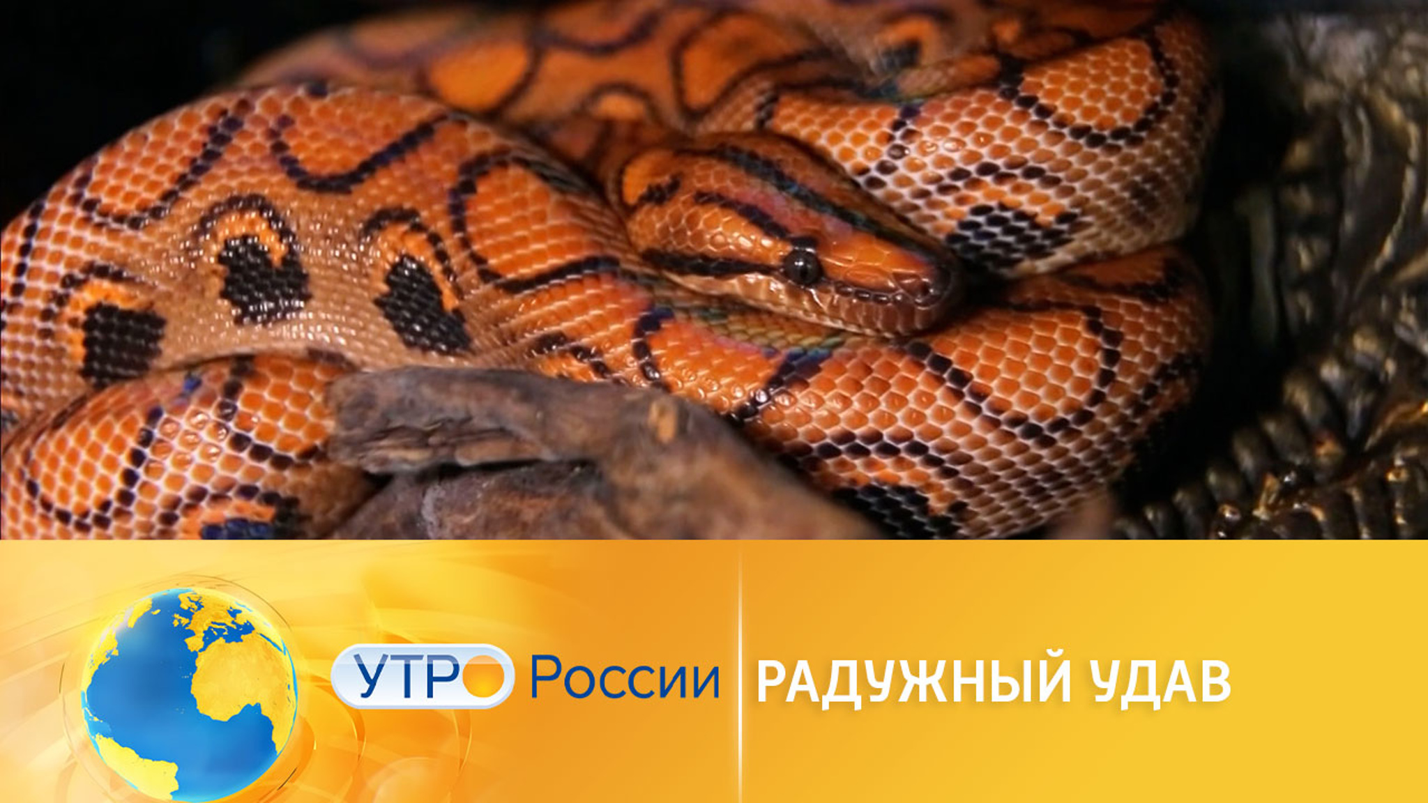 Радужный удав – самая очаровательная змея