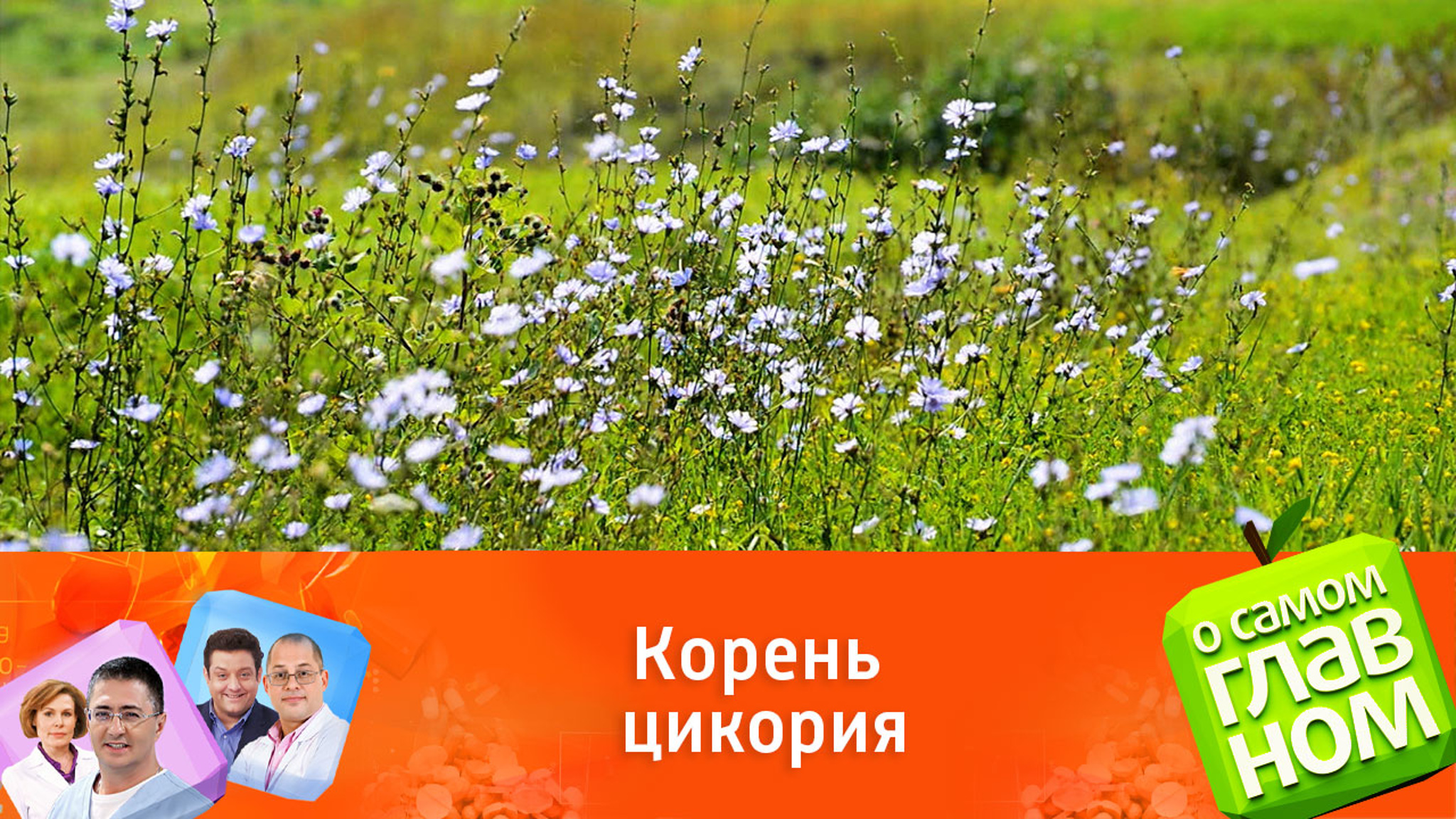 Полезные свойства цикория