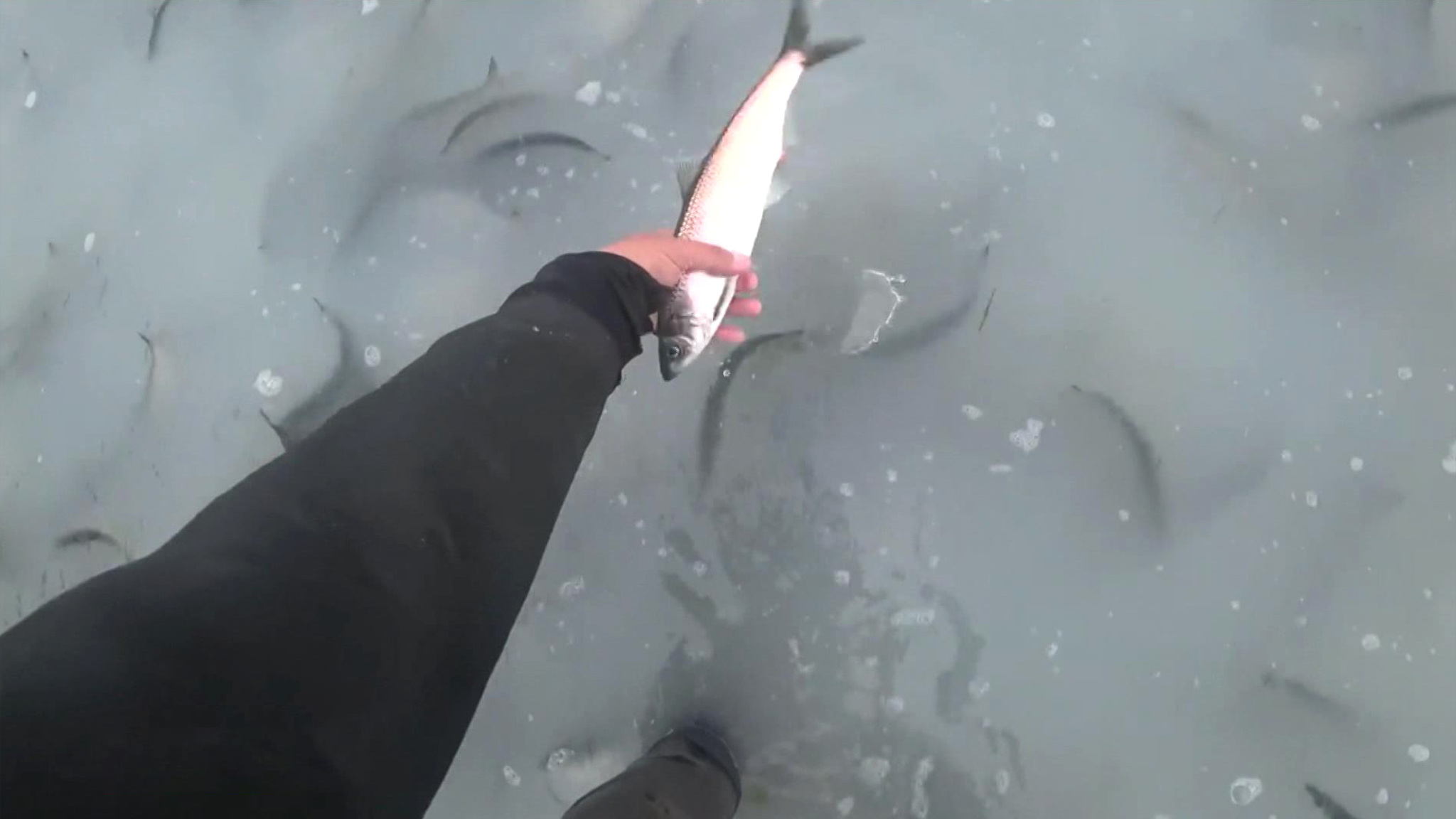 На Сахалине море побелело от косяков сельди