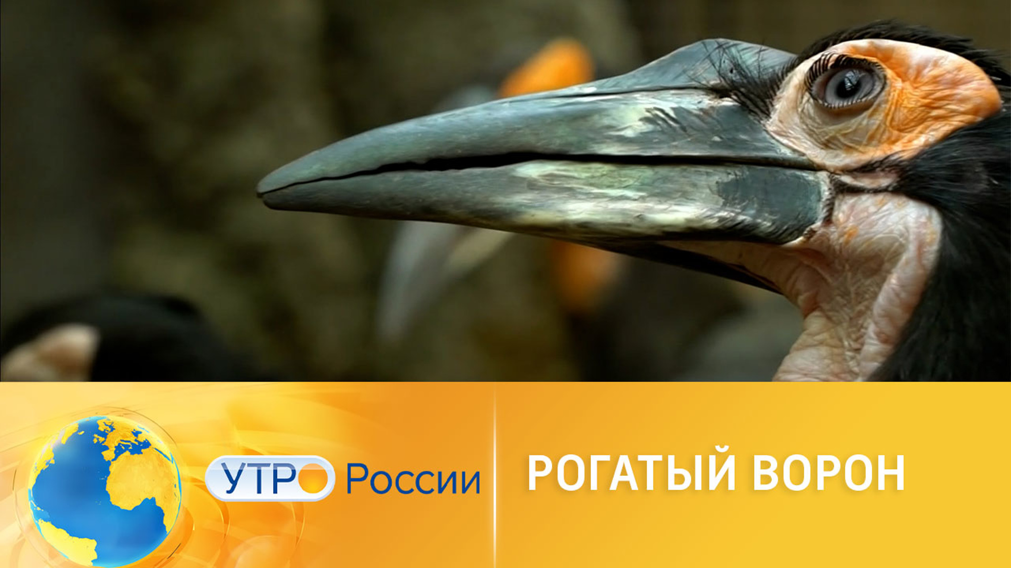 Как живет рогатый ворон