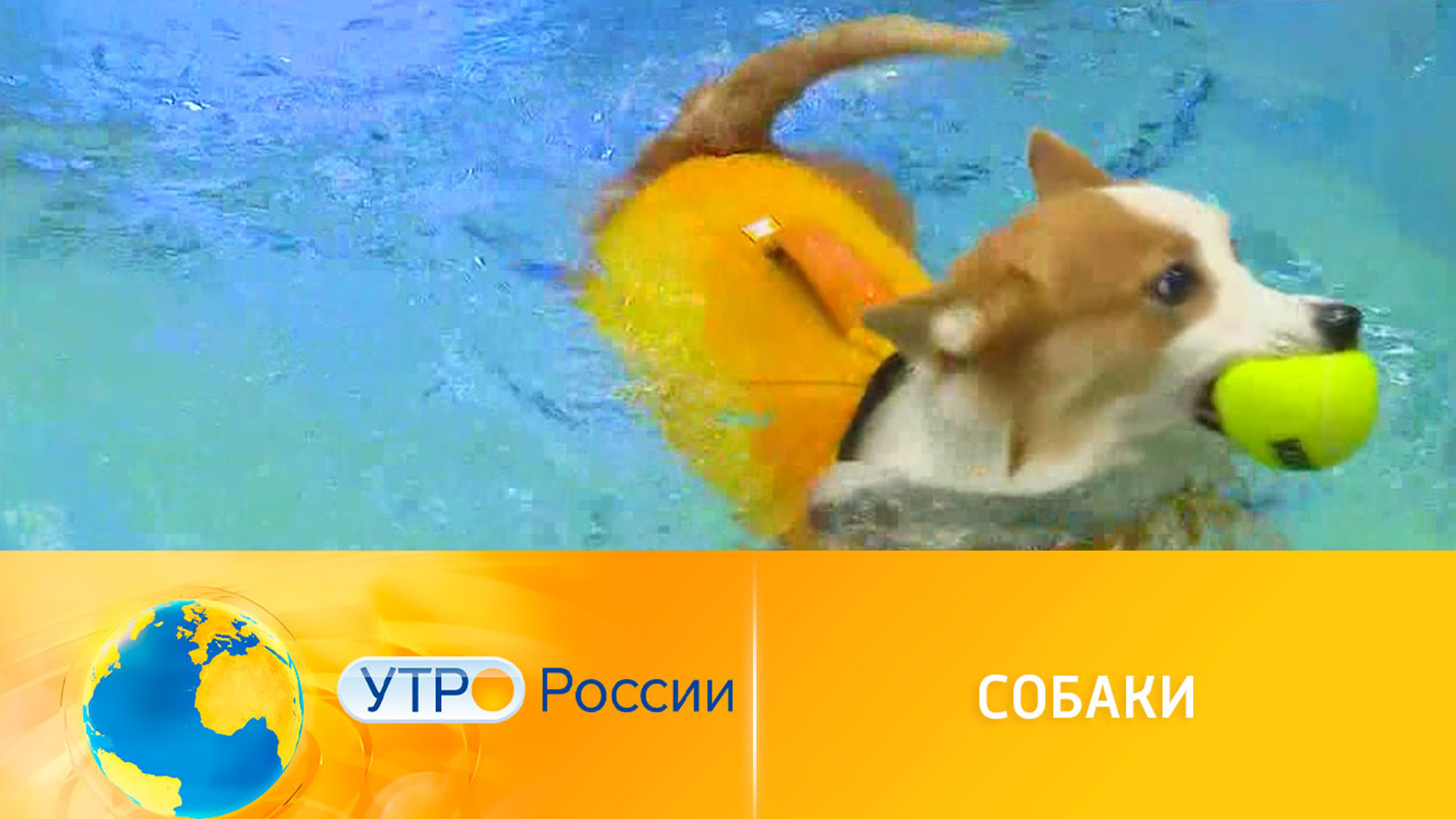 Оздоровительный комплекс для животных