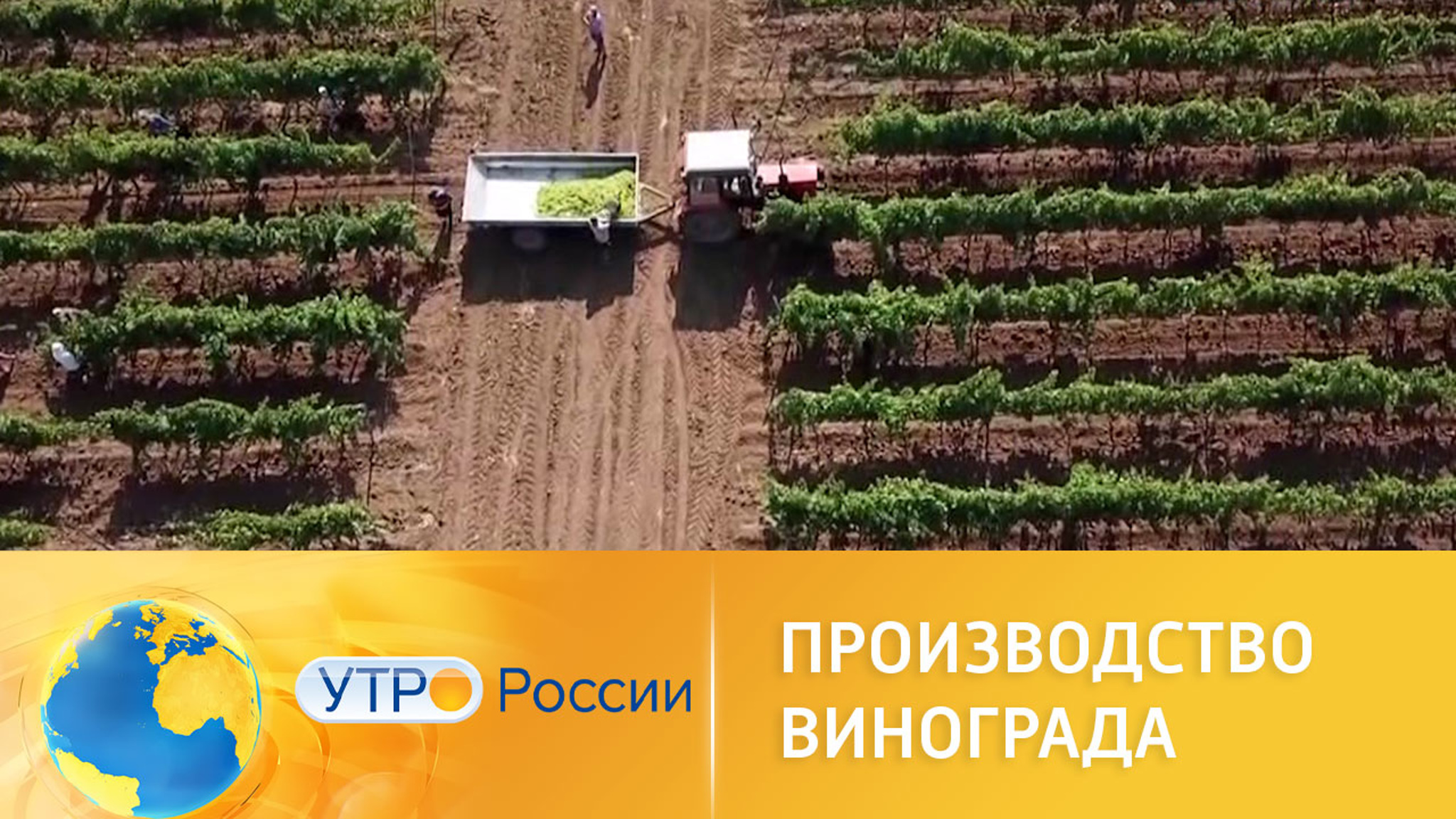 Производство винограда в России