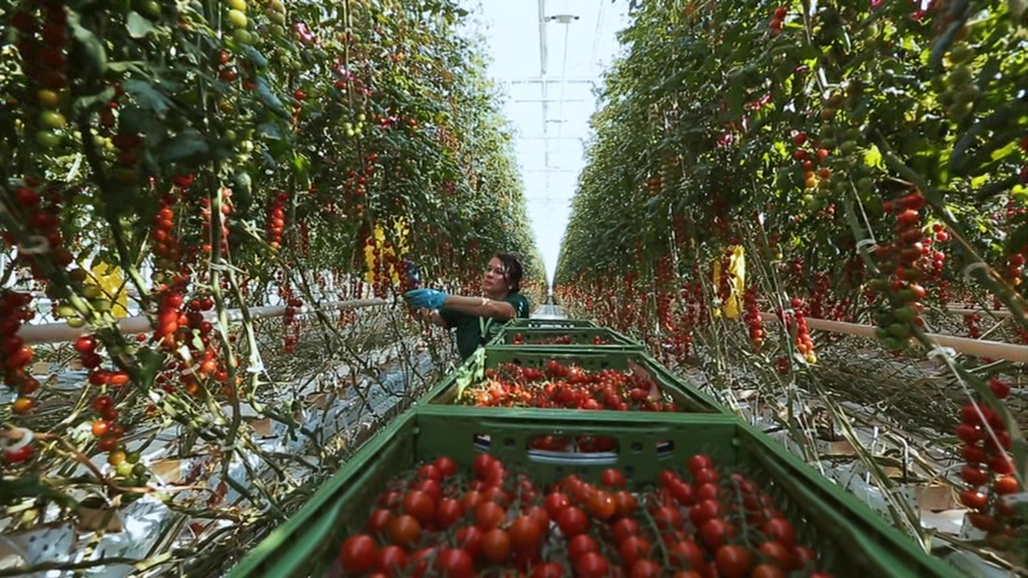 Продовольственная безопасность