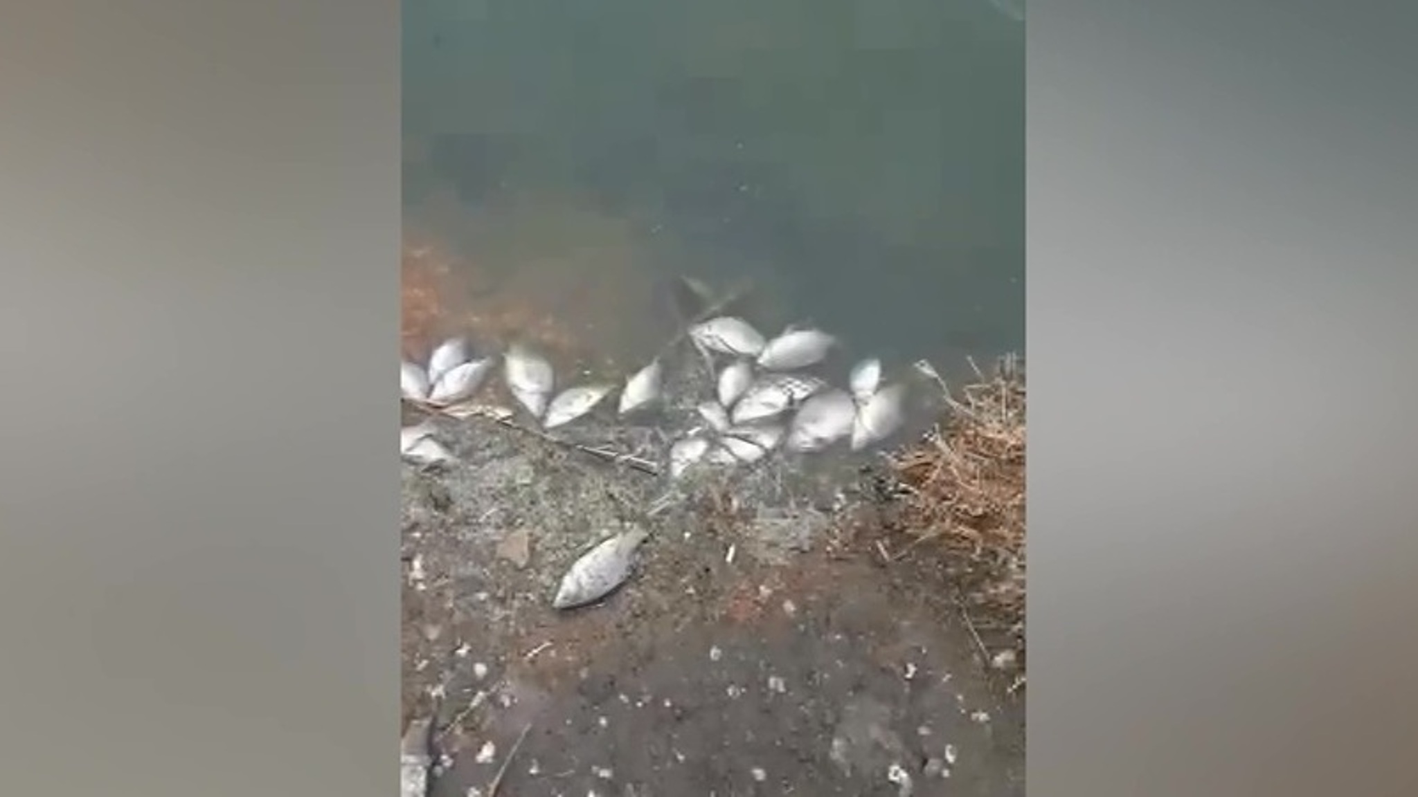 Тысячи мертвых рыб прибило к берегу водоема в Челябинской области