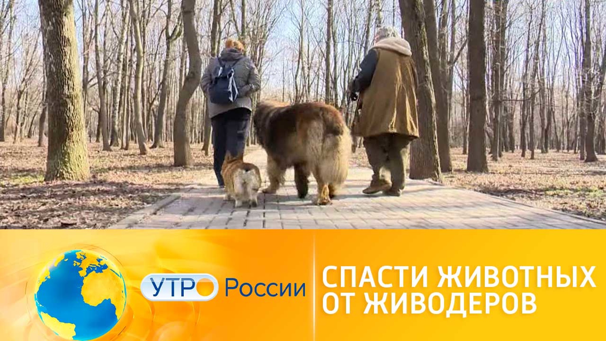 Спасти животных от живодеров