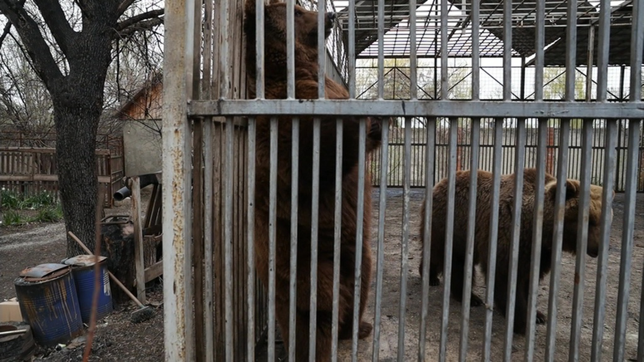 Московский зоопарк помог Мариупольскому
