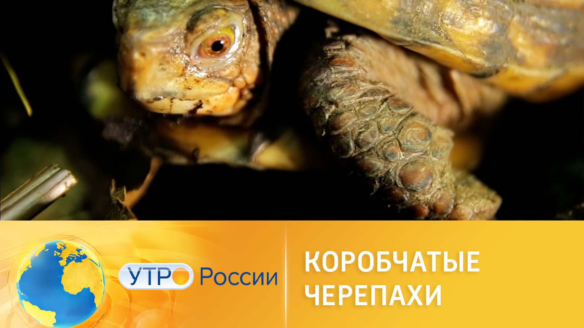 Как живут мексиканские черепахи в Московском зоопарке