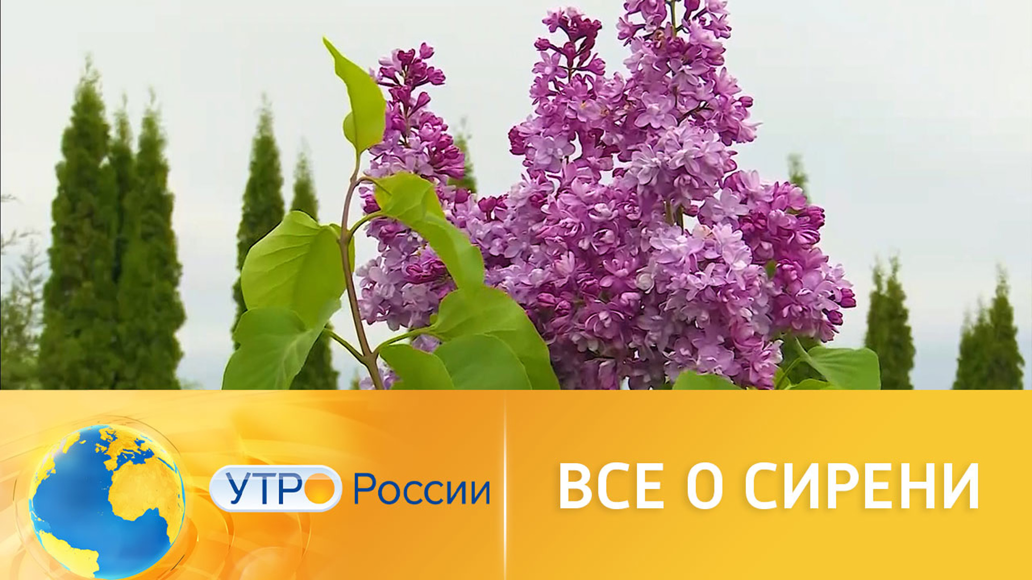 Белгородские селекционеры создают новые сорта сирени