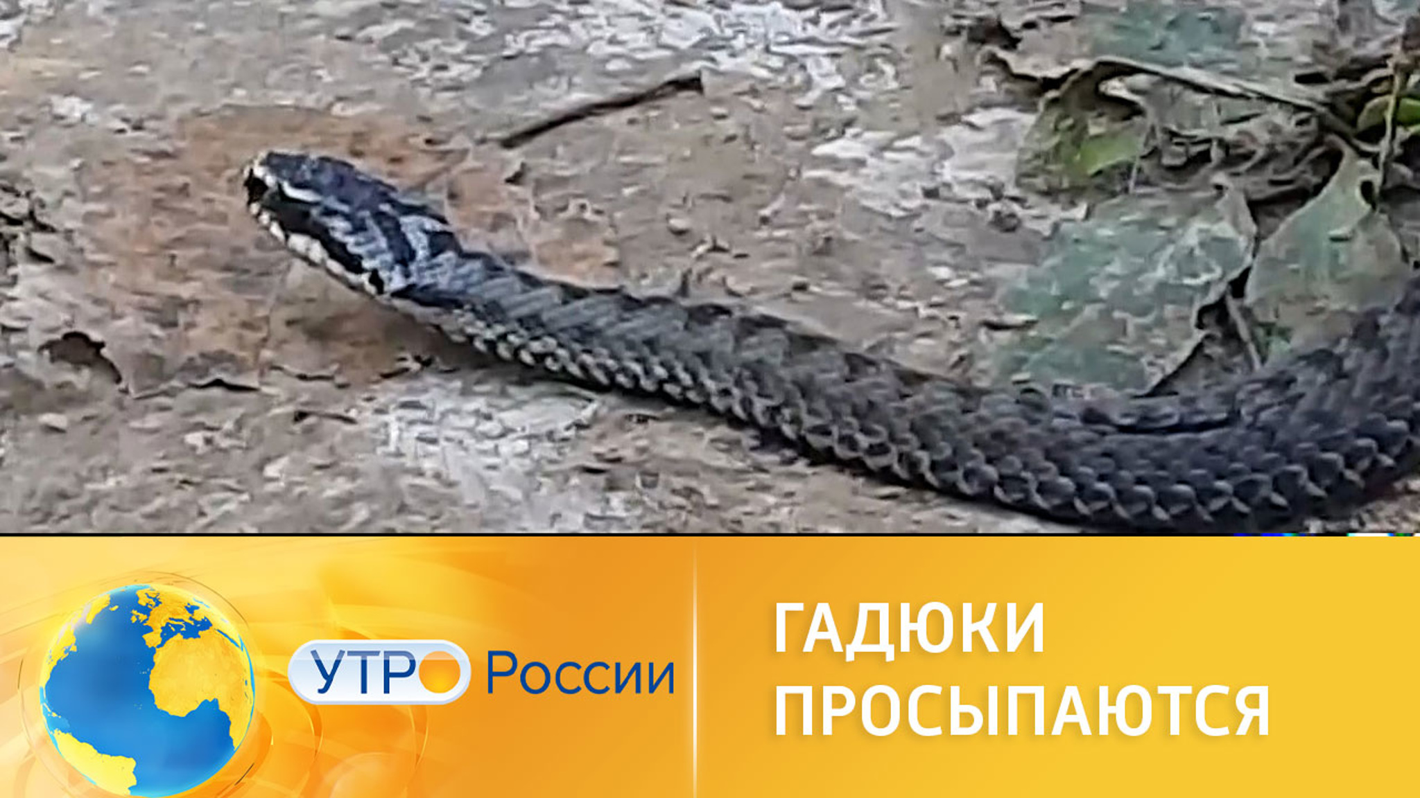 В российских лесах проснулись гадюки