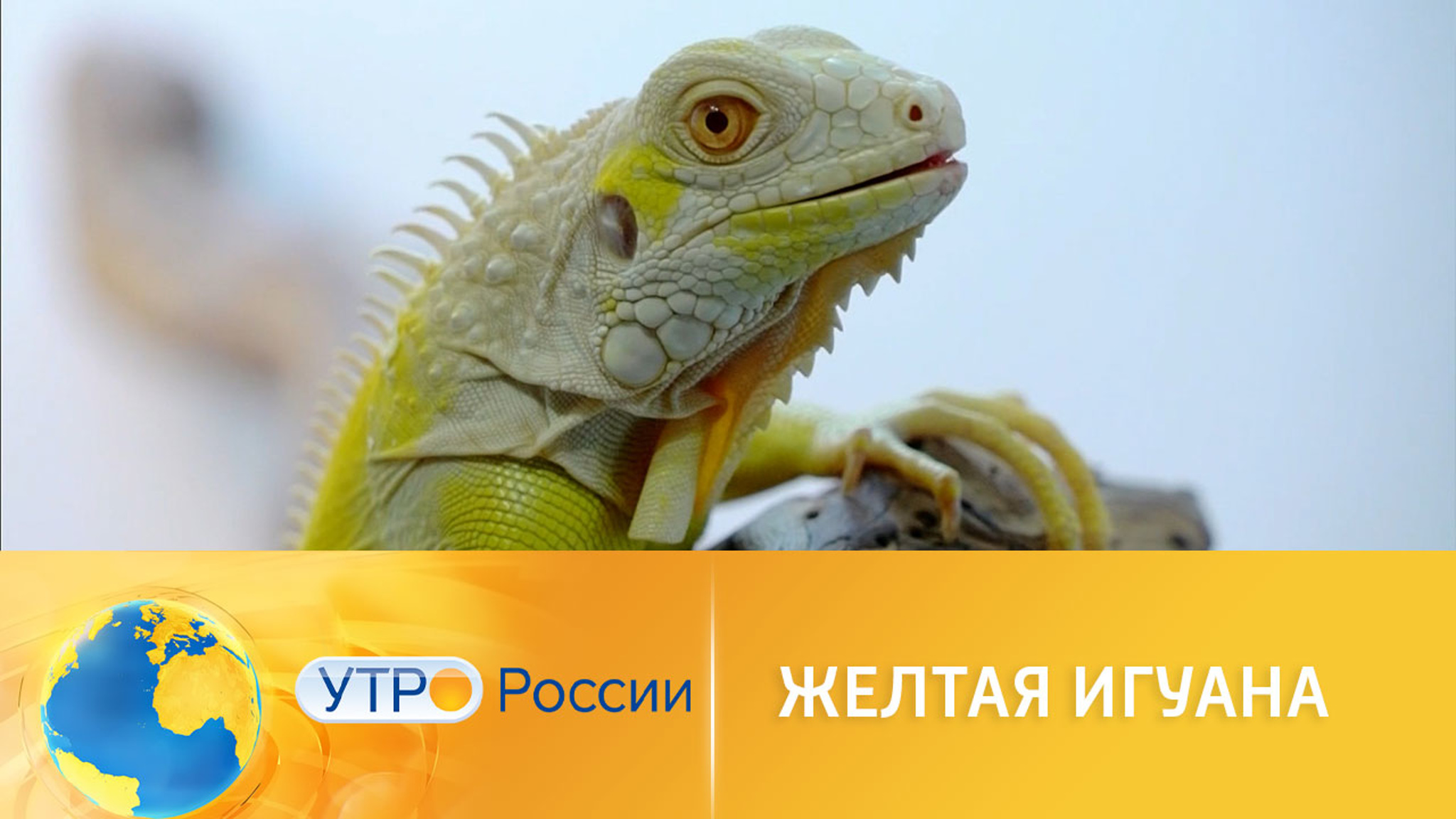 О каких нюансах надо знать потенциальному владельцу желтой игуаны