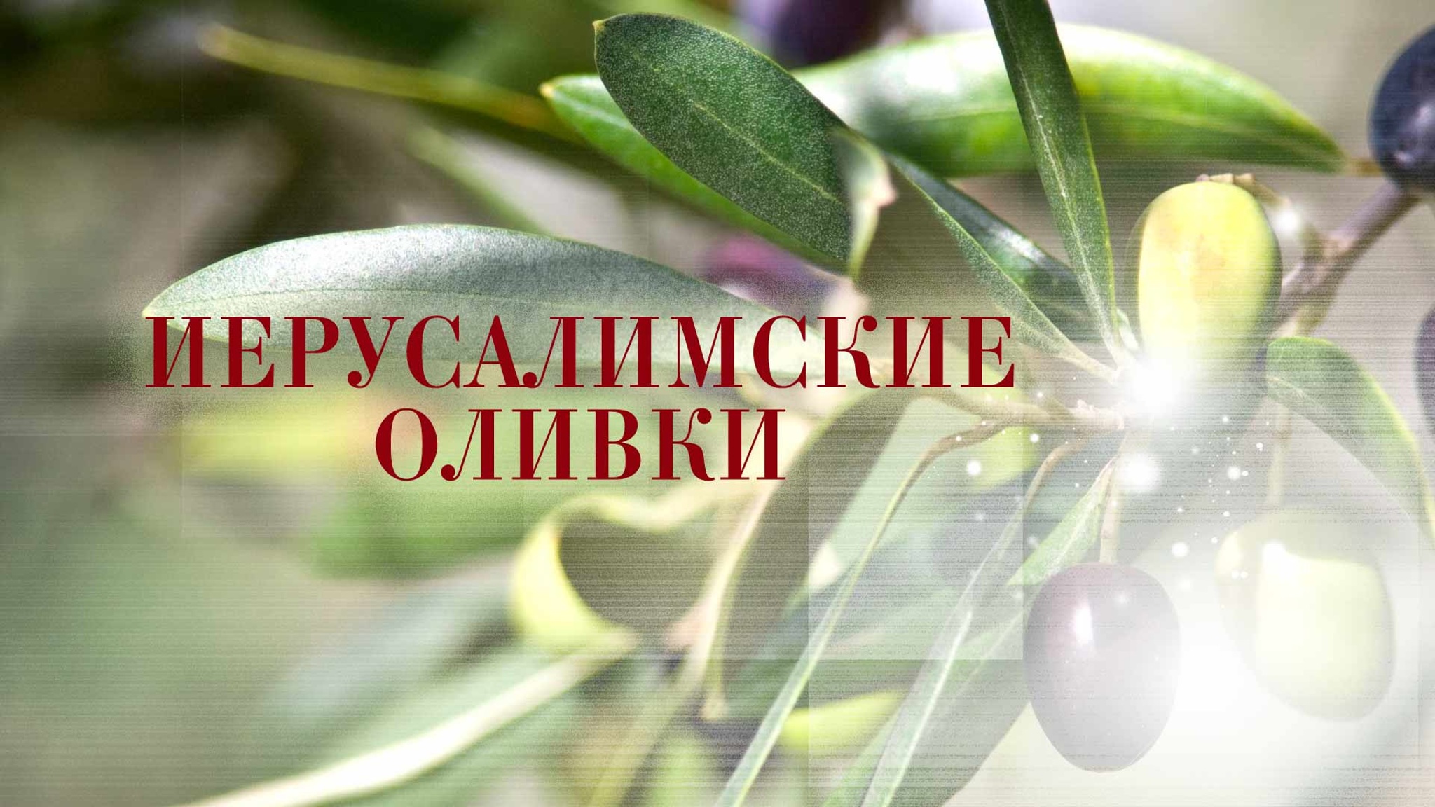 Иерусалимские оливки