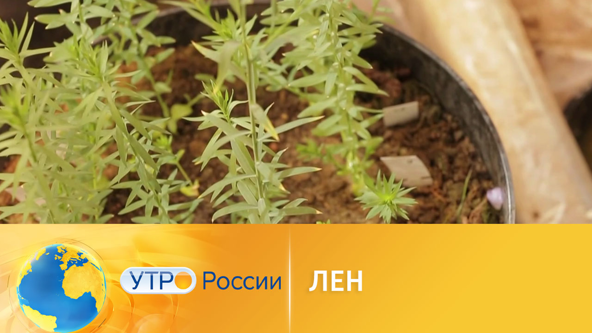 Ученые выводят новые сорта льна