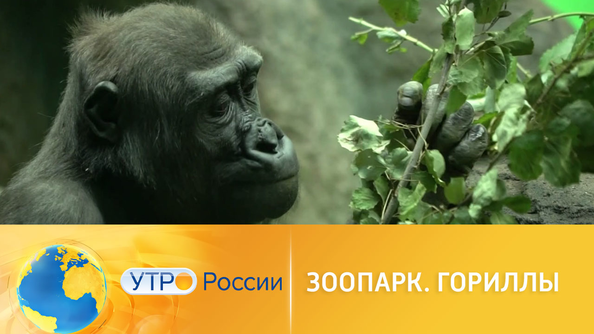 О жизни гориллы в зоопарке