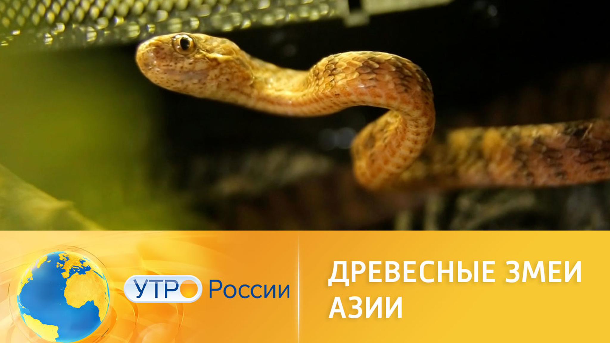 Древесные змеи Азии у вас дома