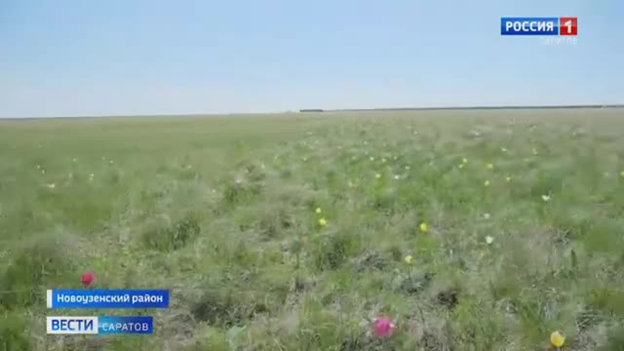 Фестиваль тюльпанов прошел в 7-й раз в Новоузенском районе