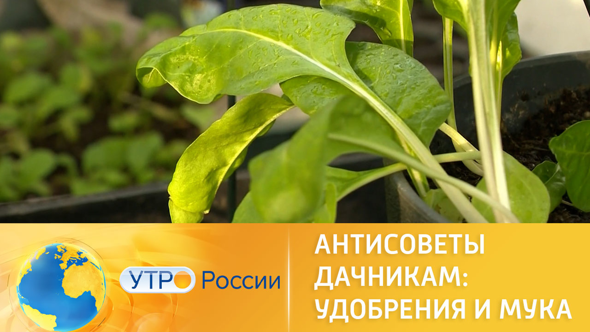 Народные средства для сада и огорода: полезны ли они