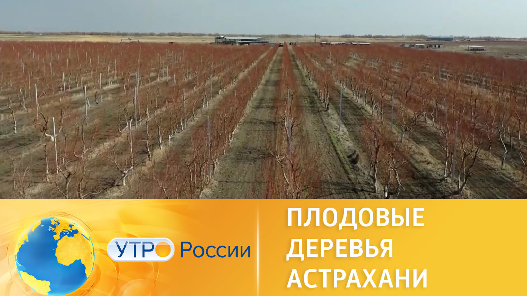 Подготовка плодовых деревьев к новому сезону в Астраханской области