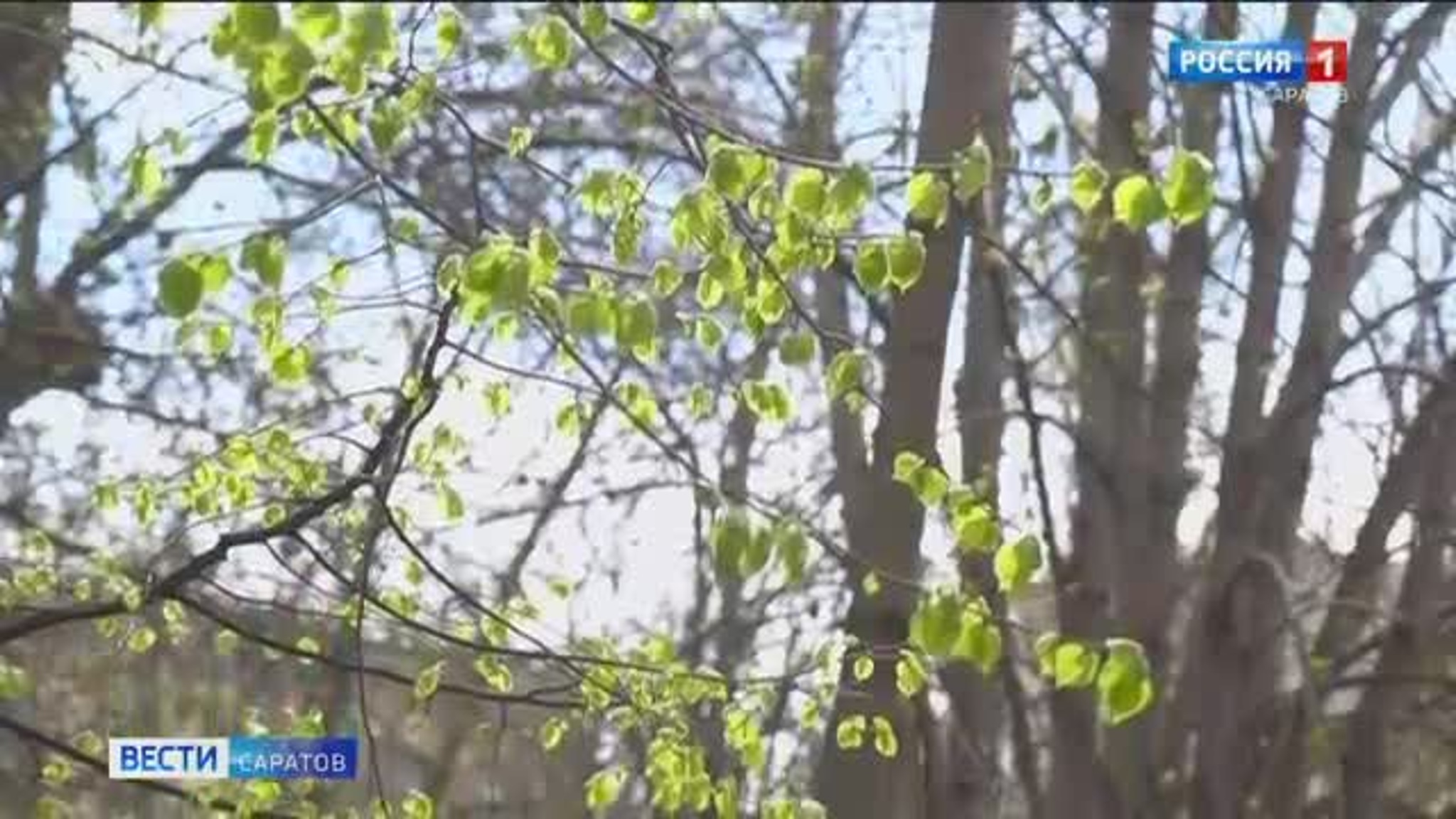 Жителей Саратовской области ожидают заморозки и ветреная погода