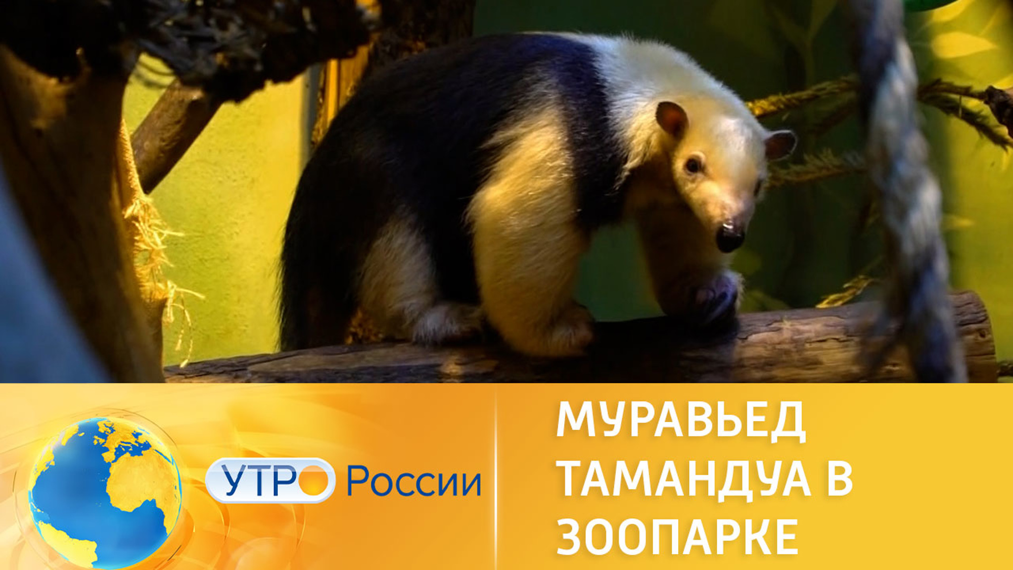 Как живет муравьед тамандуа в московском зоопарке