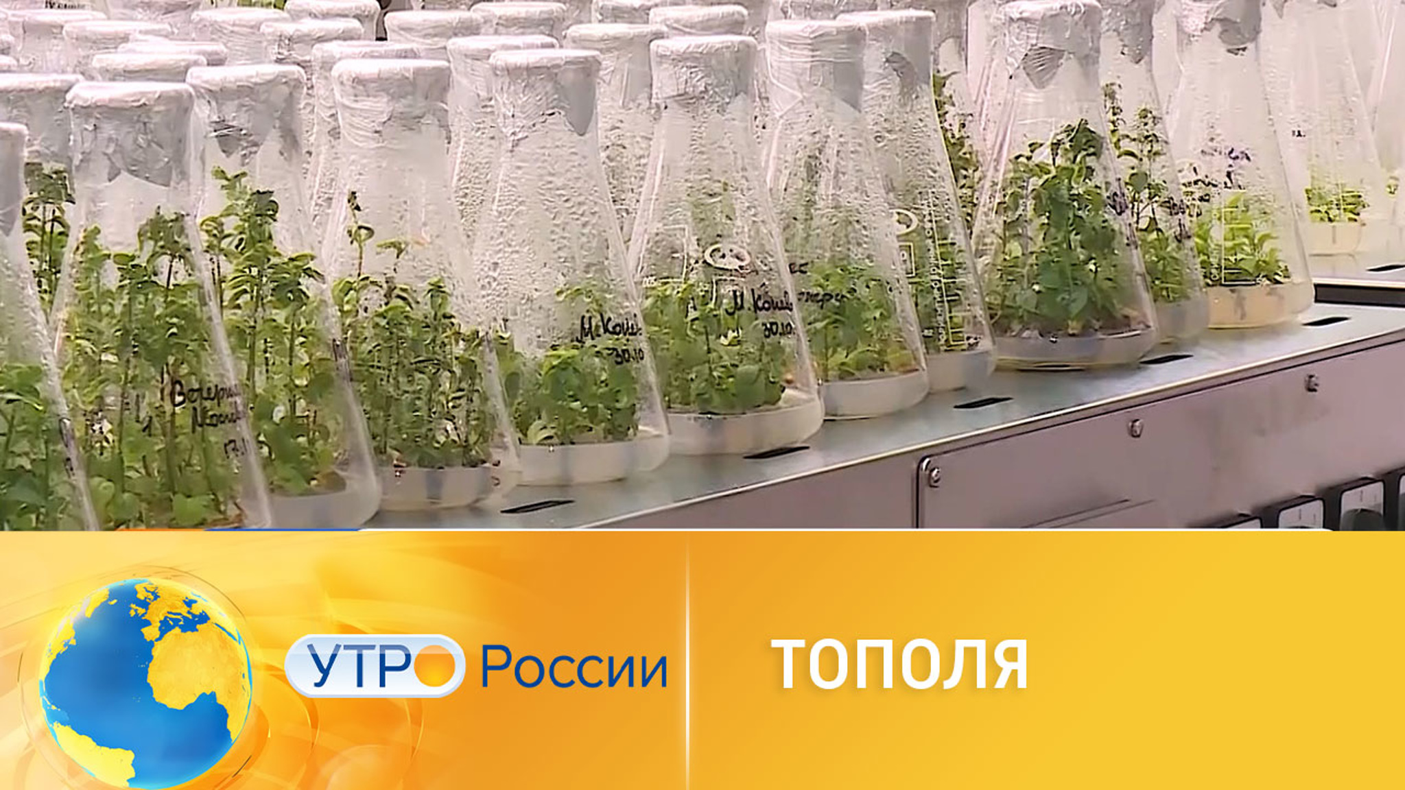 Ученые придумали, как избавиться от тополиного пуха