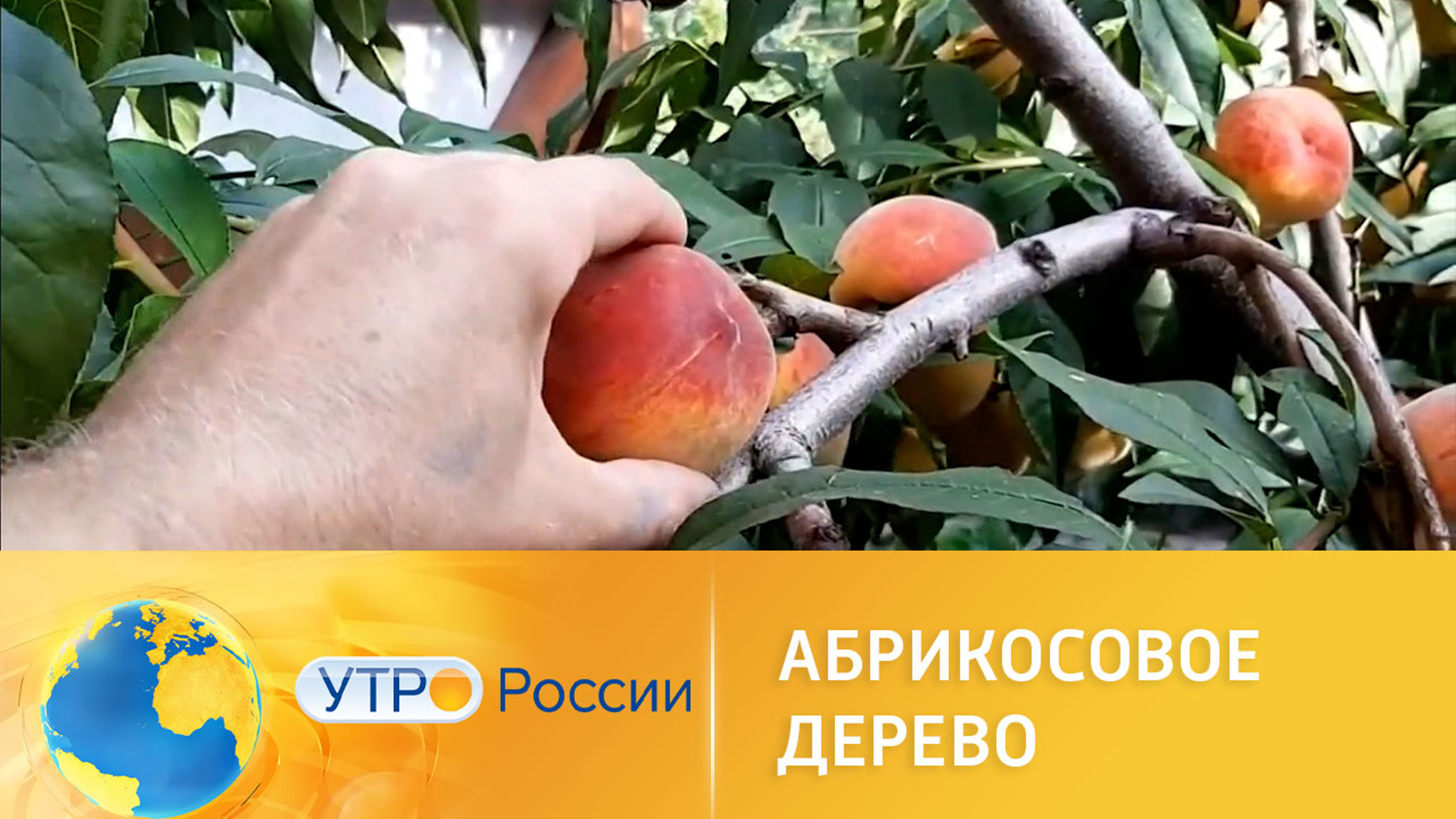 Как вырастить абрикосовые деревья в российских холодах