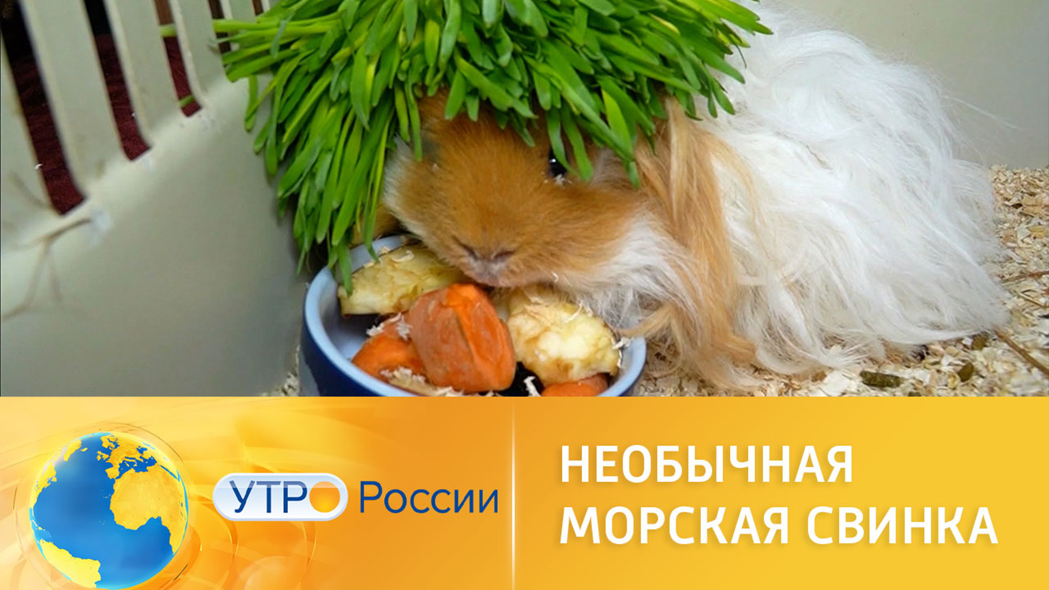 Лункария – необычный домашний питомец