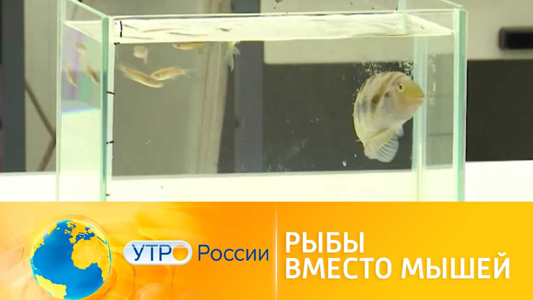 Российские ученые тестируют лекарства на рыбах