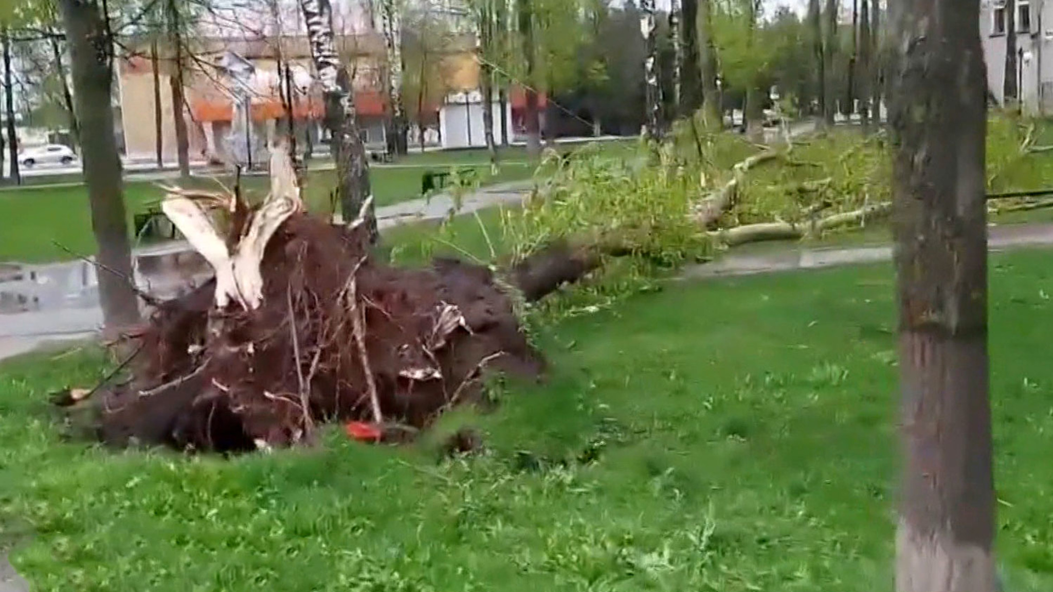 Ураган в Брянской области: повалено не менее 370 деревьев