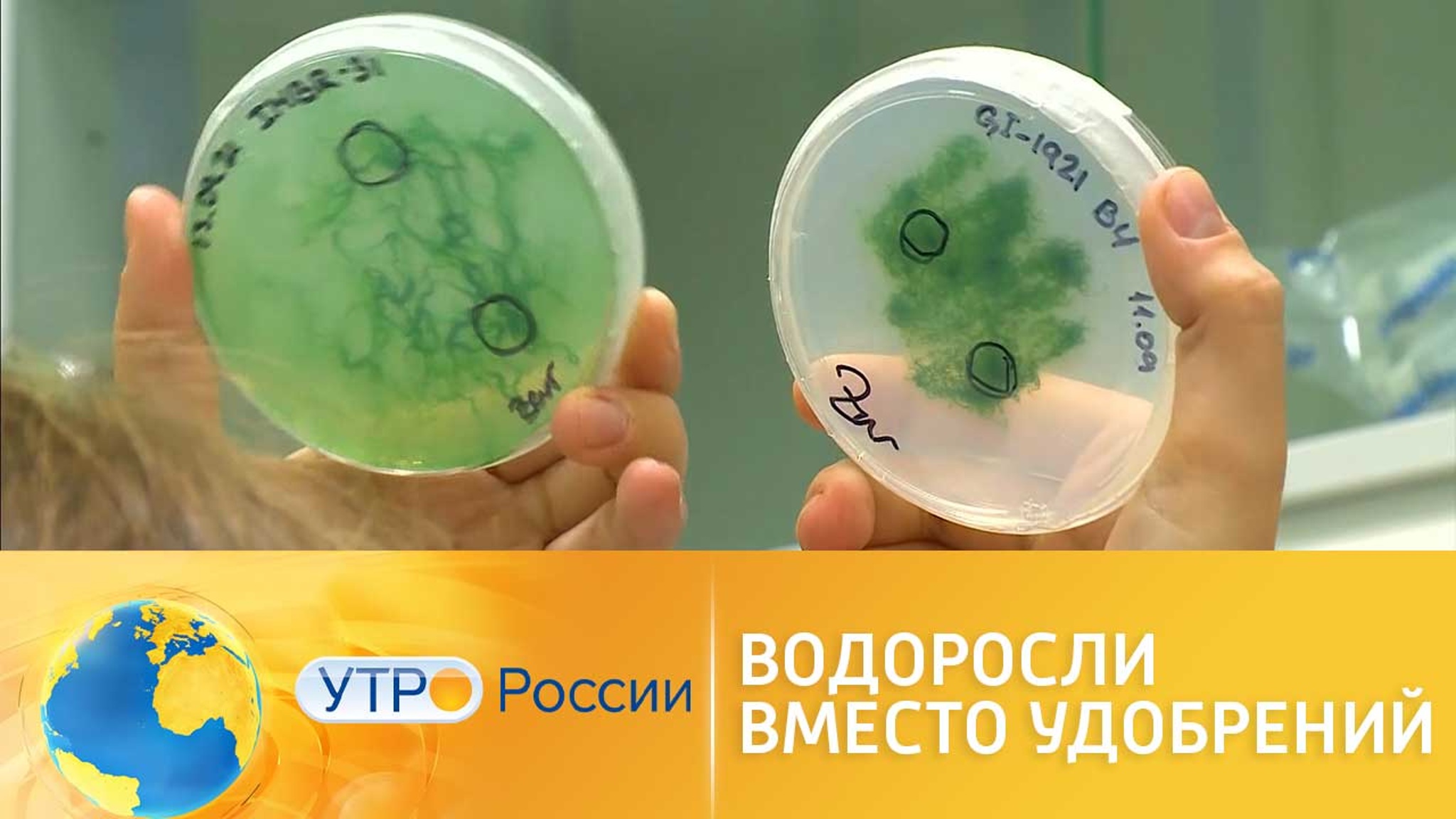 Как в Приморье используют водоросли вместо удобрений