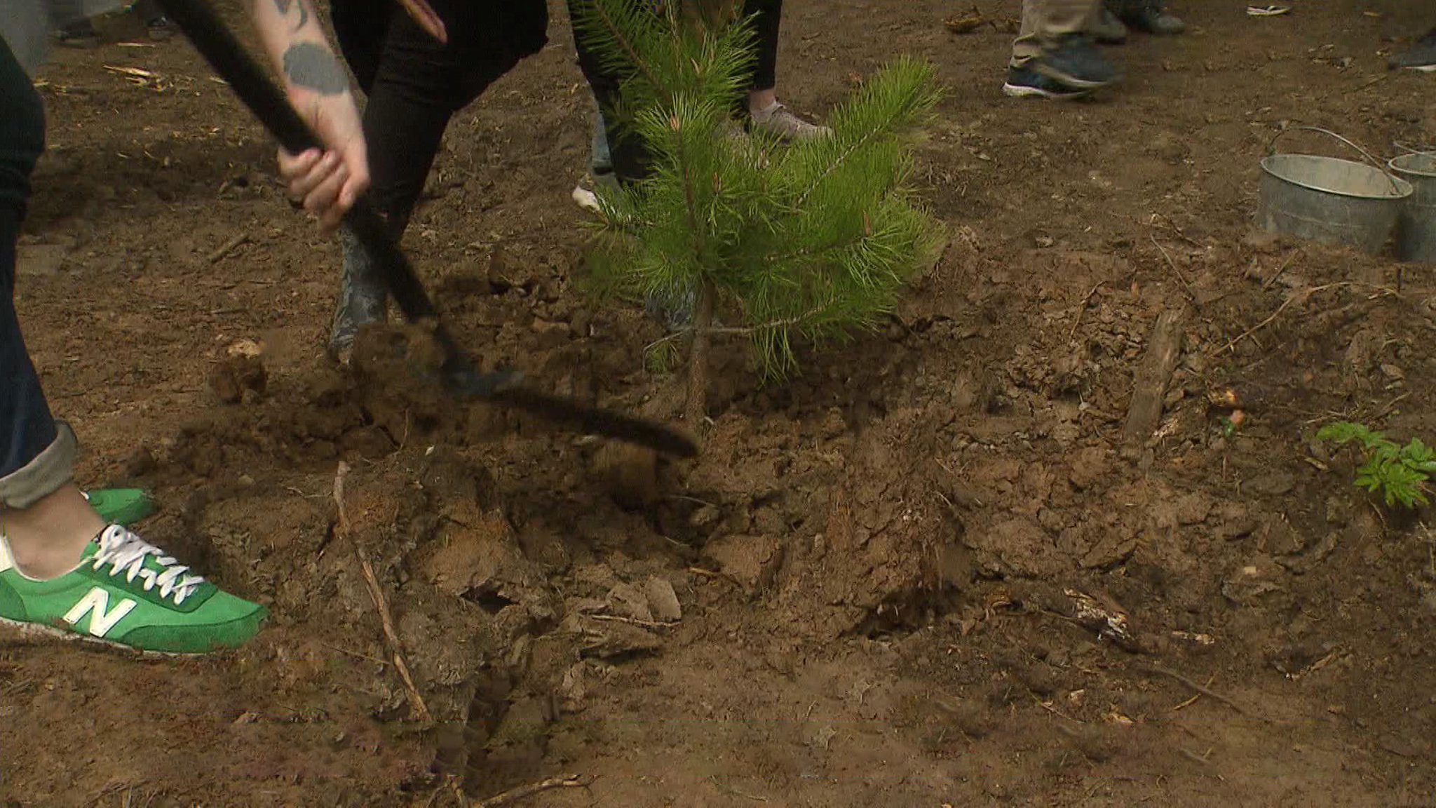 Акция "Удивительный лес": участие приняли дети с особенностями развития