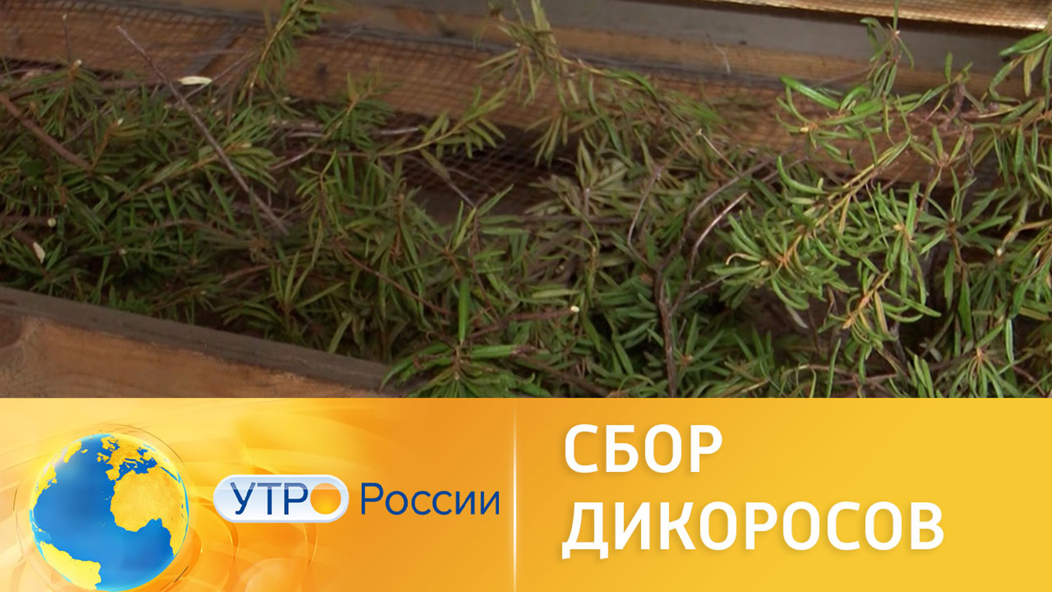 Сколько можно заработать на сборе дикоросов