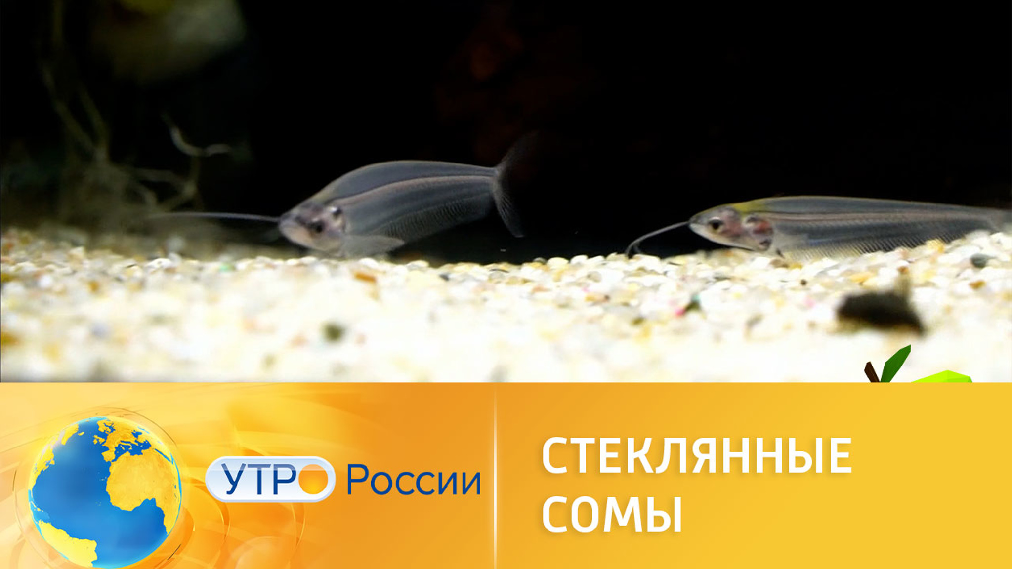 Что за рыба – индийский стеклянный сом
