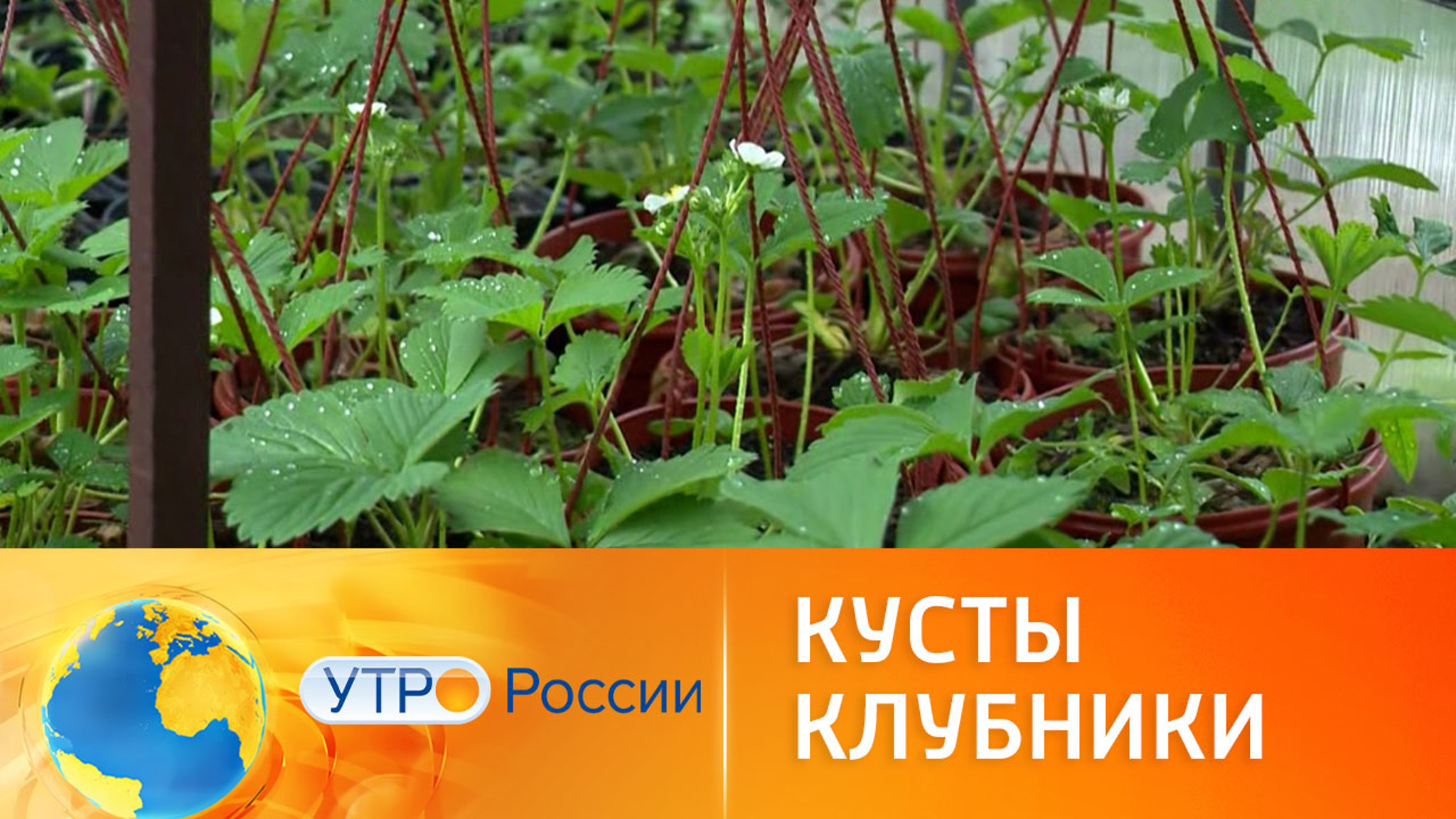 Можно ли сажать рядом мужские и женские кусты клубники