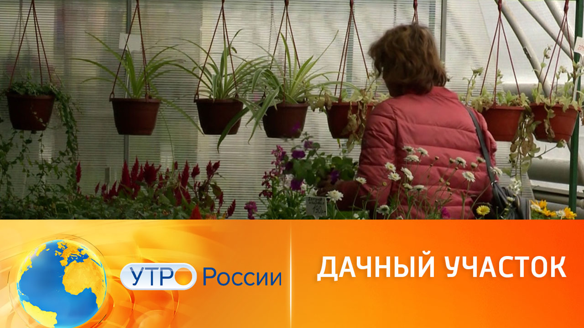 Может ли отечественная рассада заменить импортную