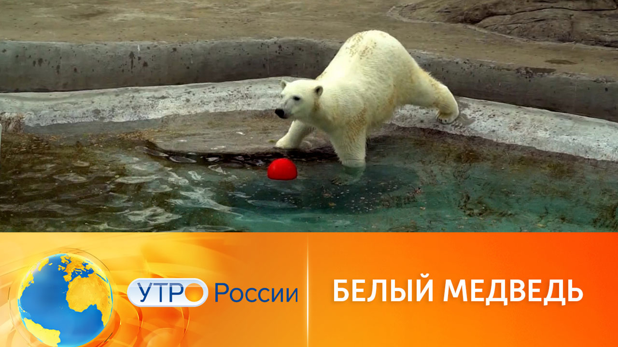 Завтрак-квест для белого медведя